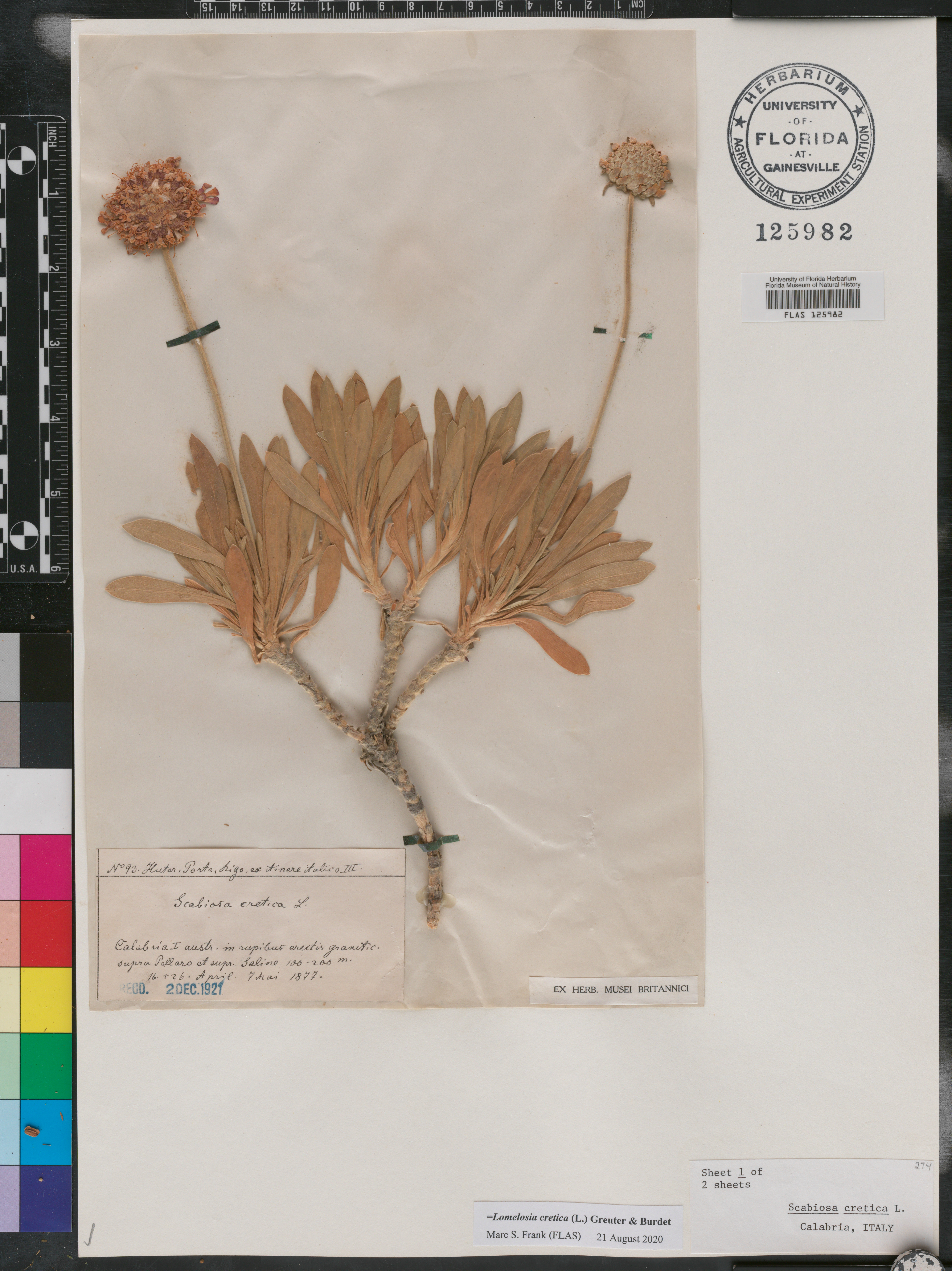 Lomelosia cretica image