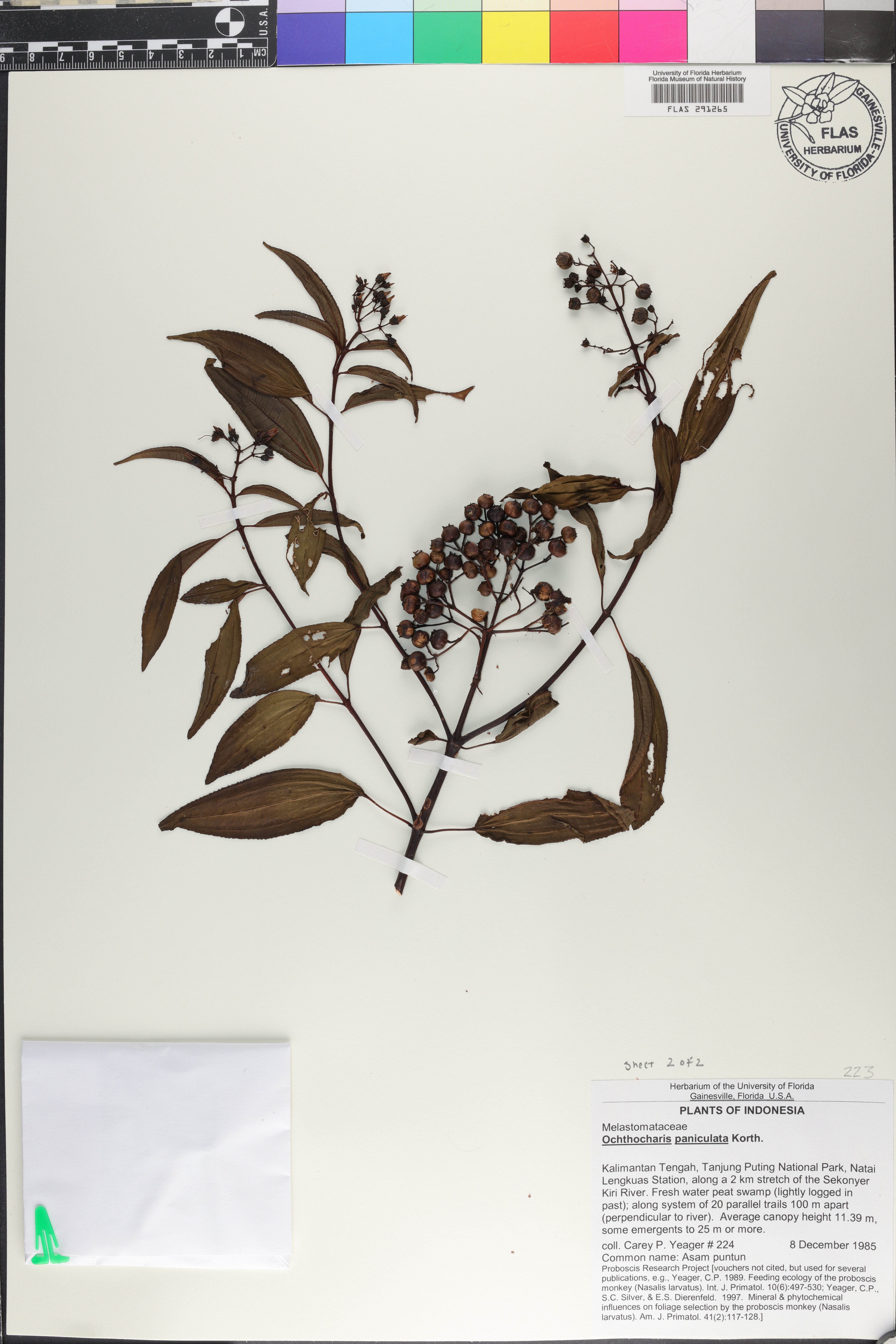 Ochthocharis paniculata image