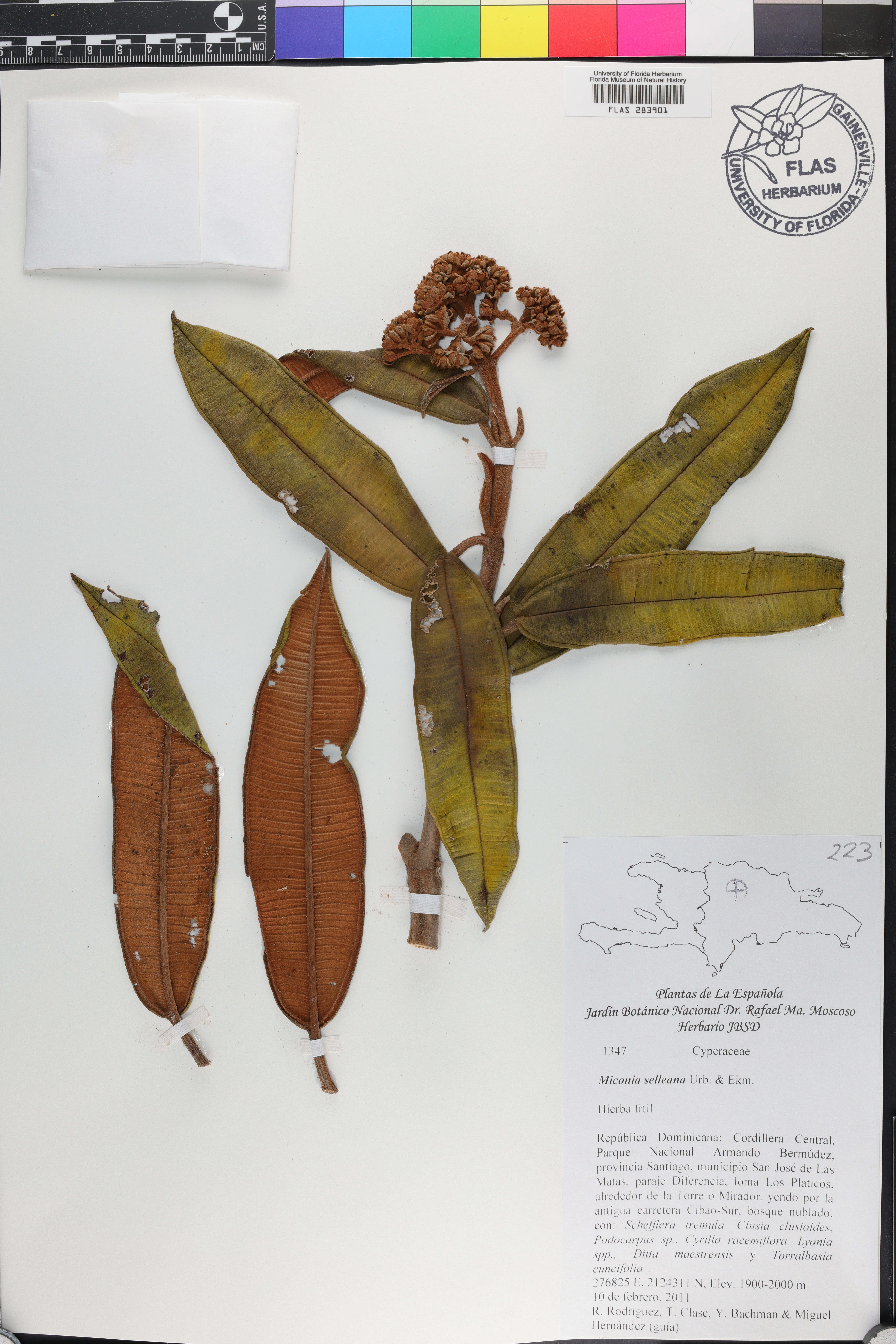 Miconia selleana image