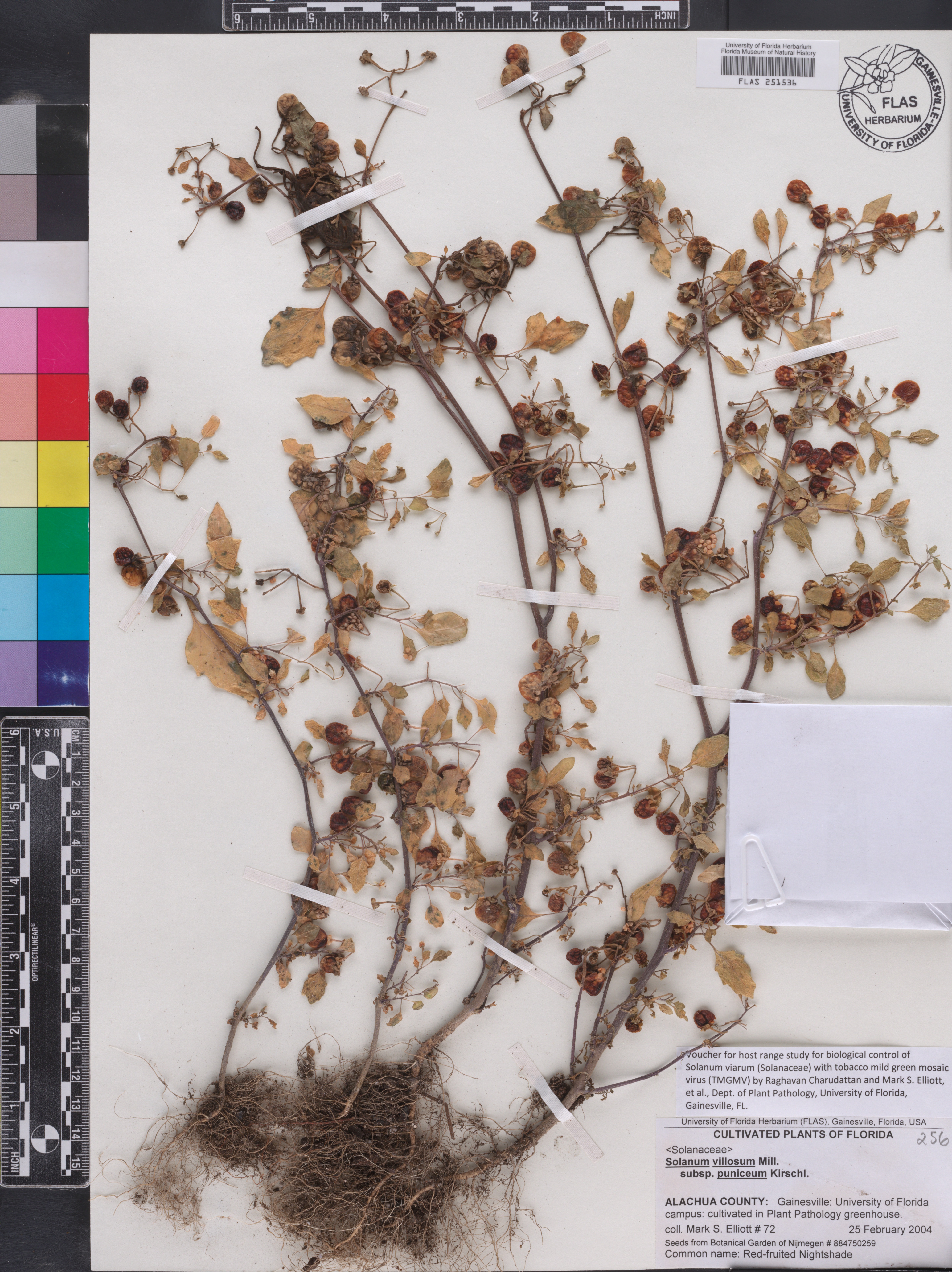 Solanum villosum image