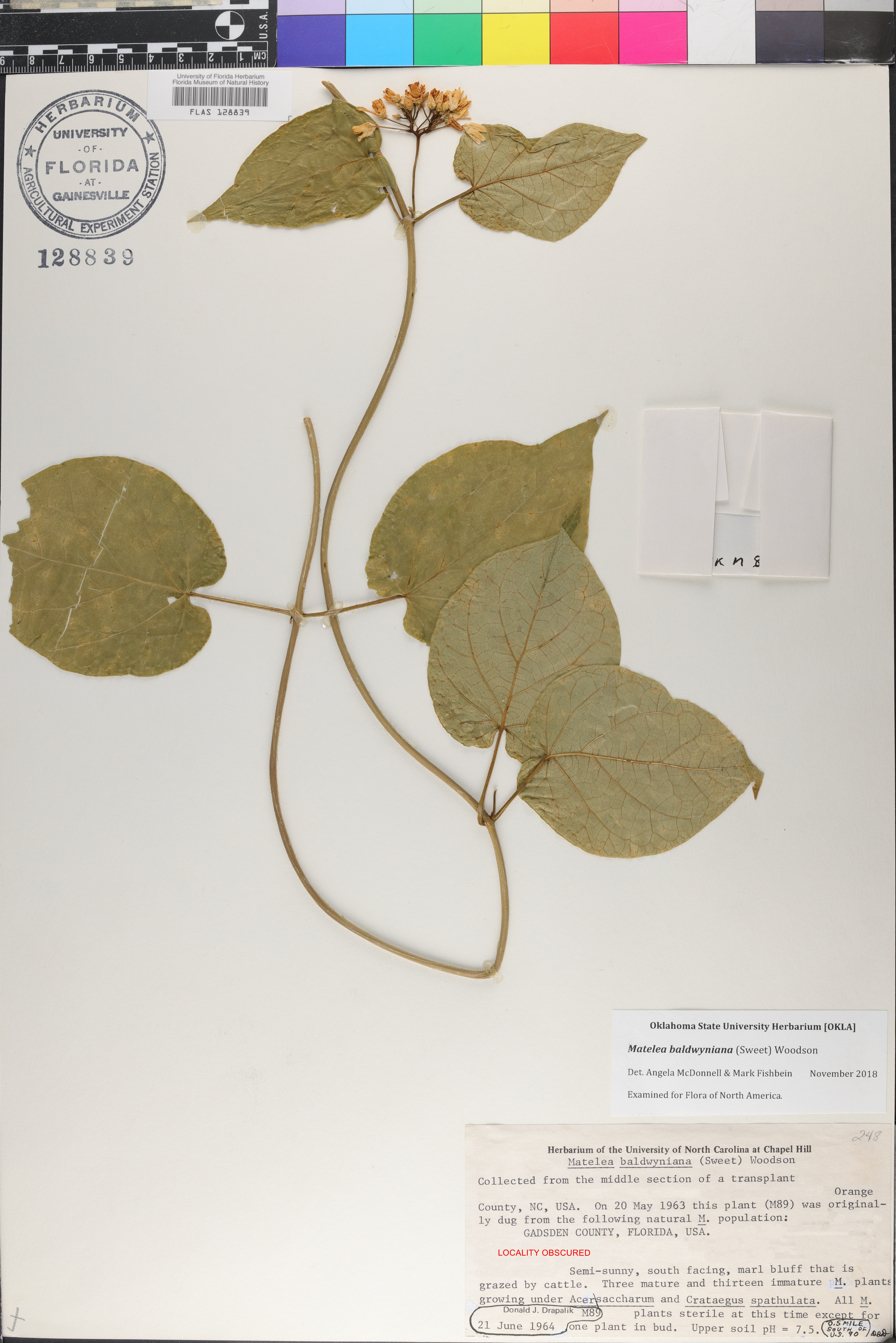 Matelea baldwyniana image