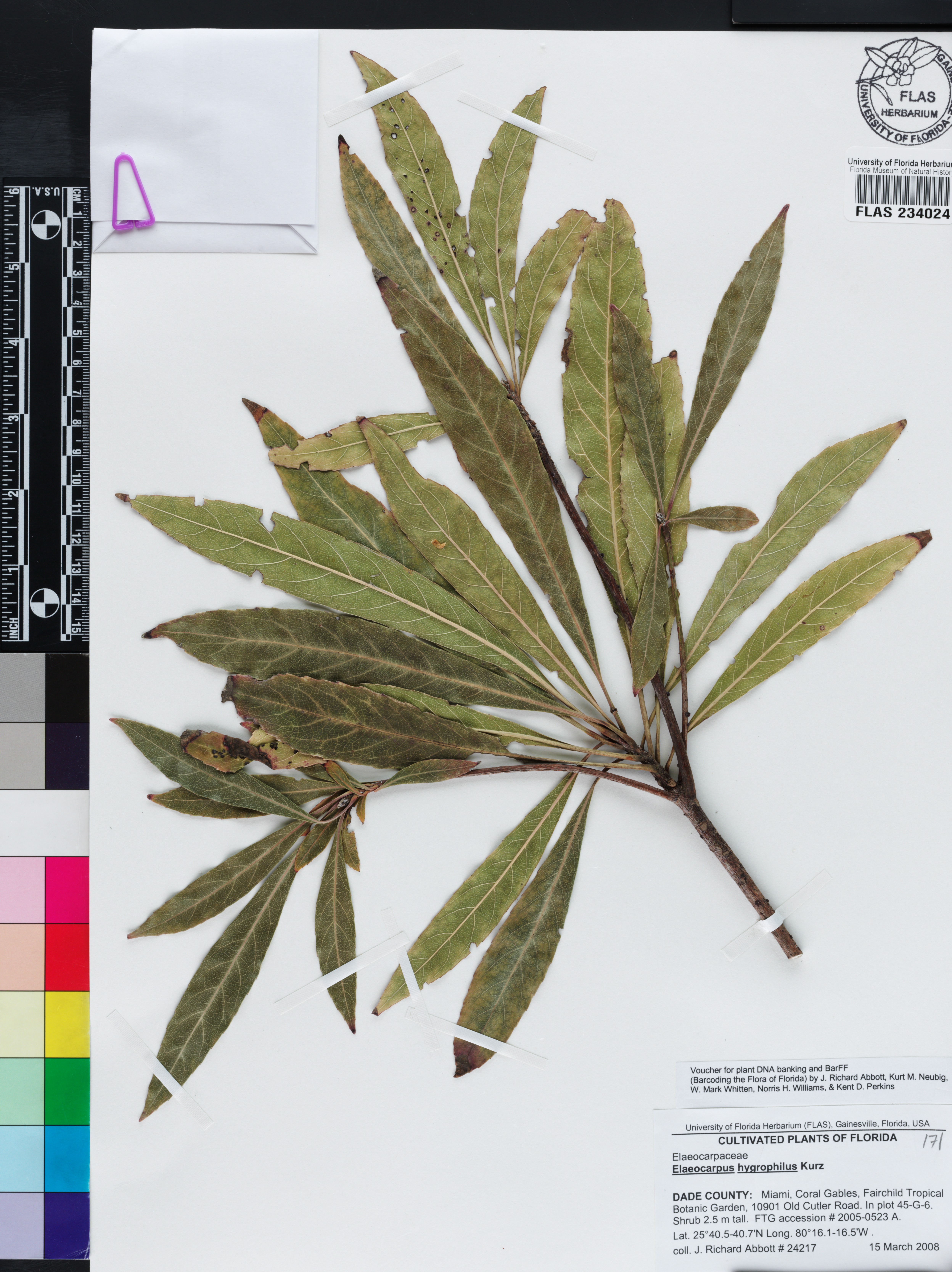 Elaeocarpus hygrophilus image