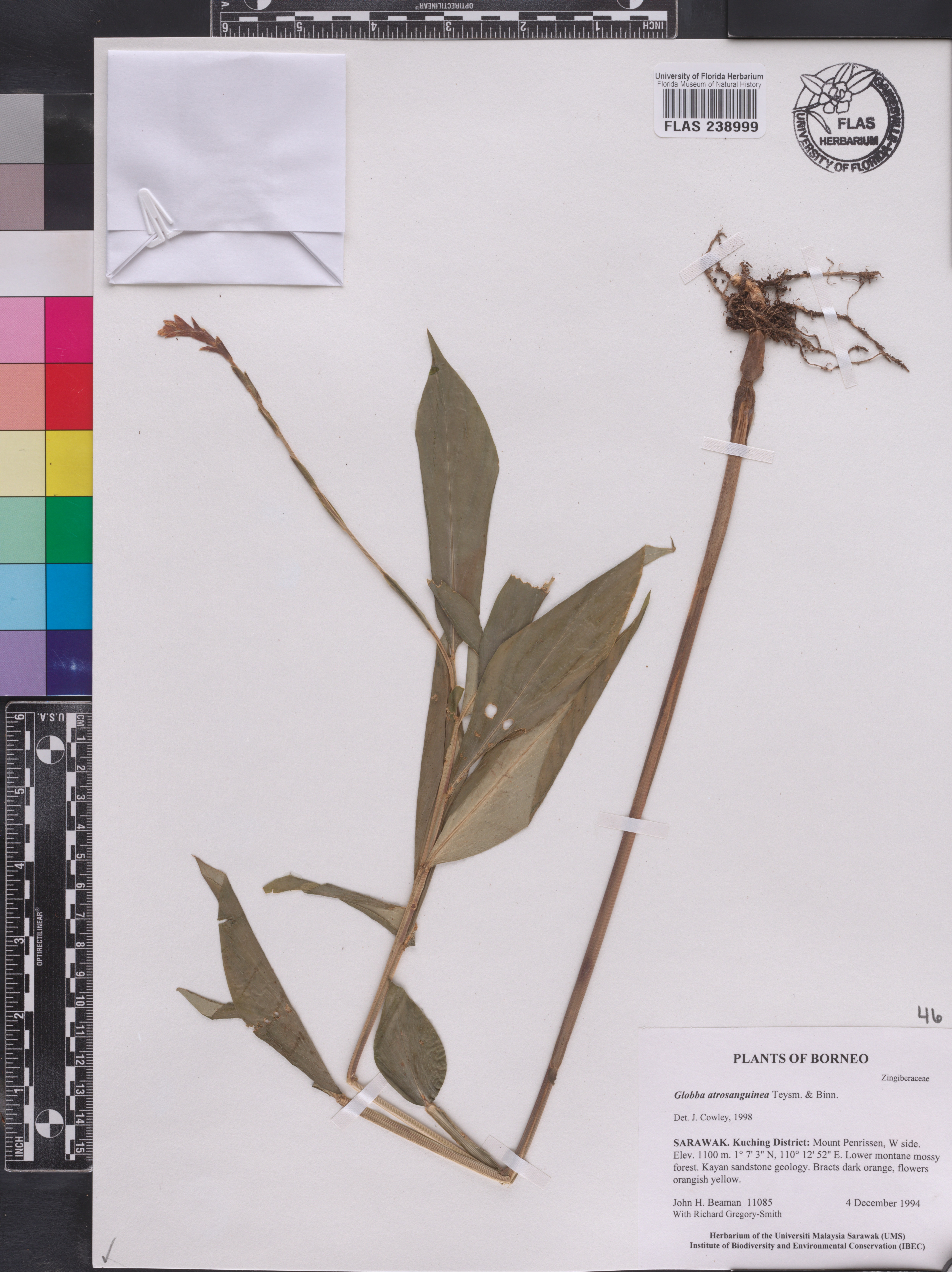 Globba atrosanguinea image