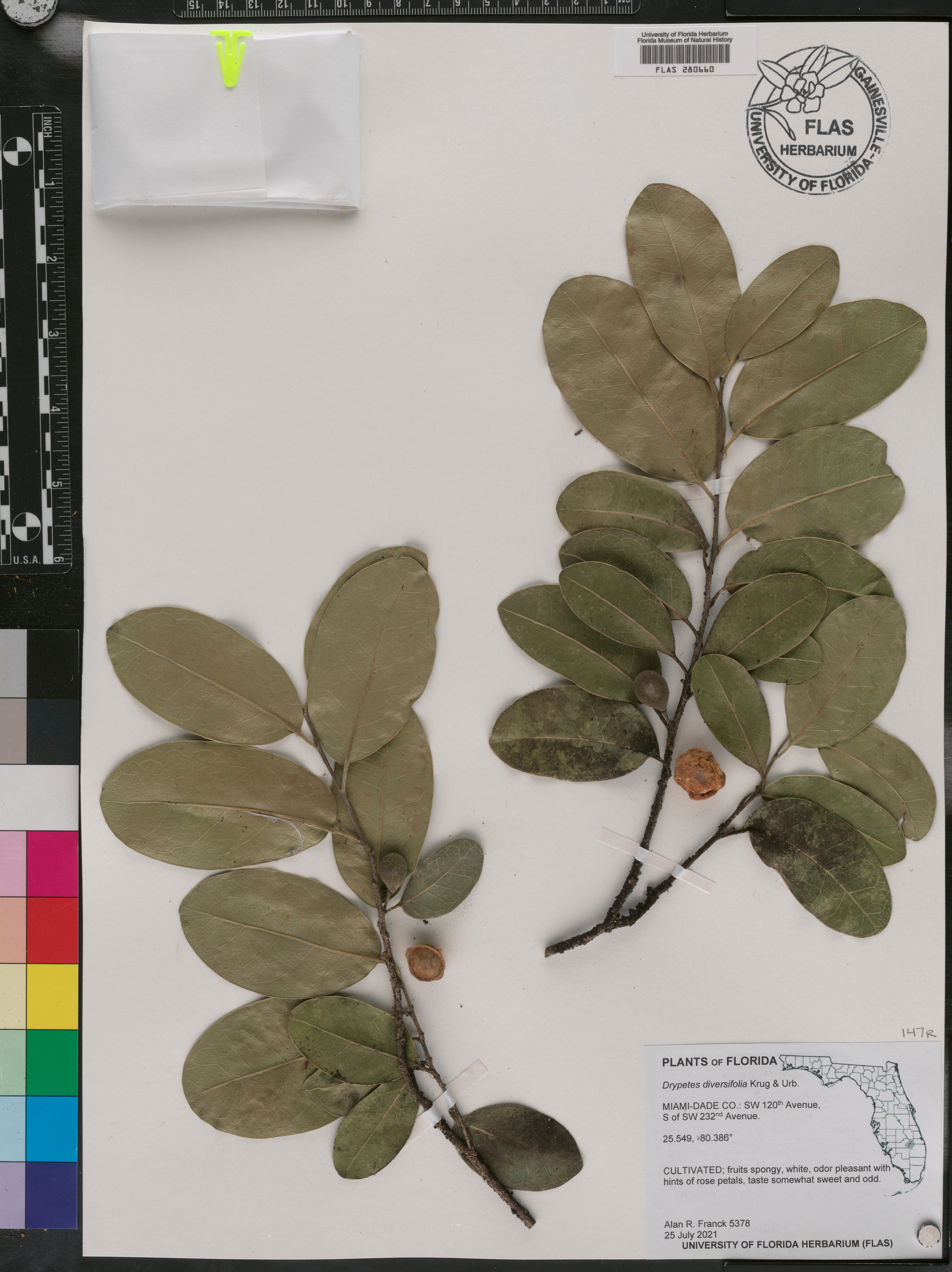 Drypetes diversifolia image