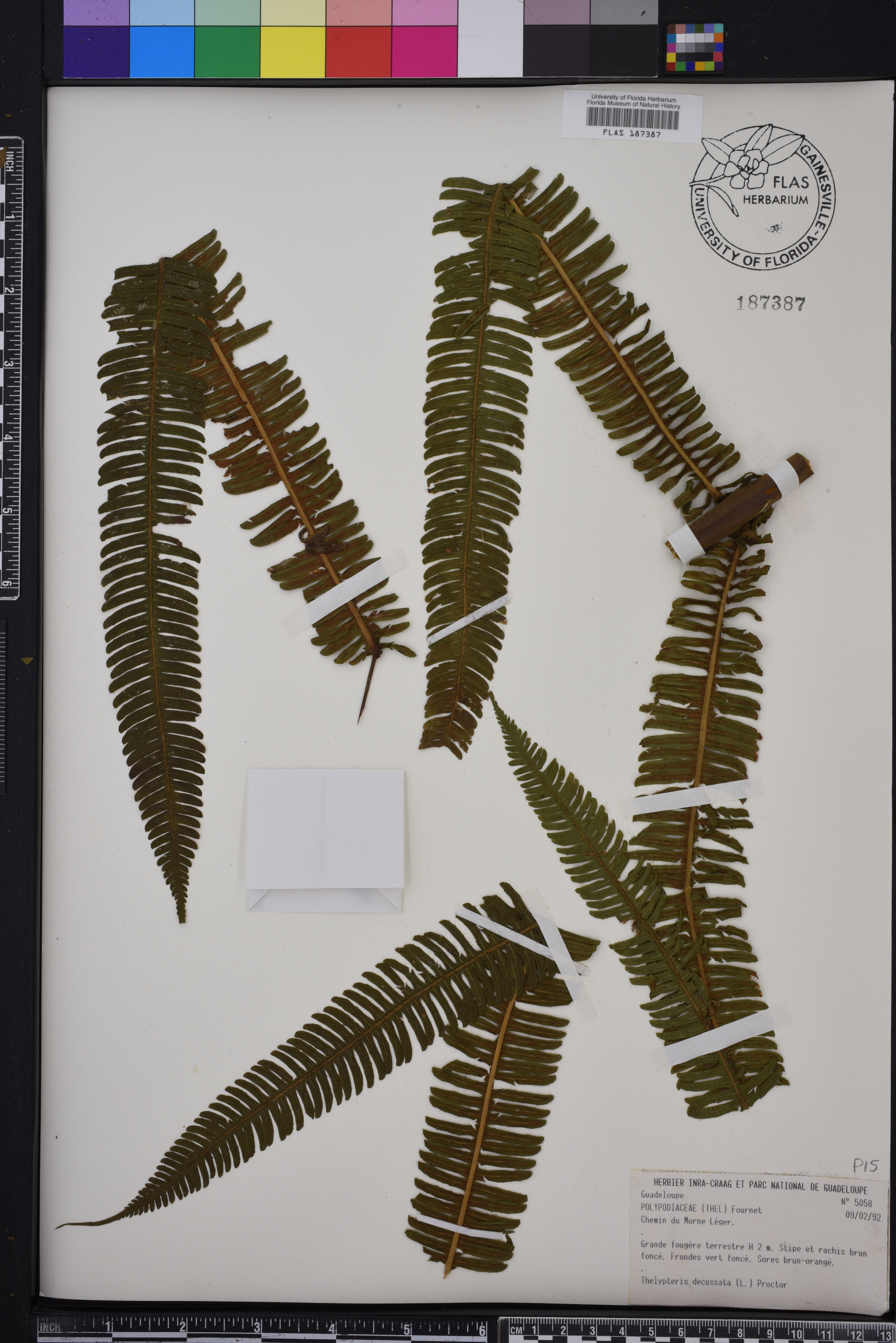 Thelypteris decussata image