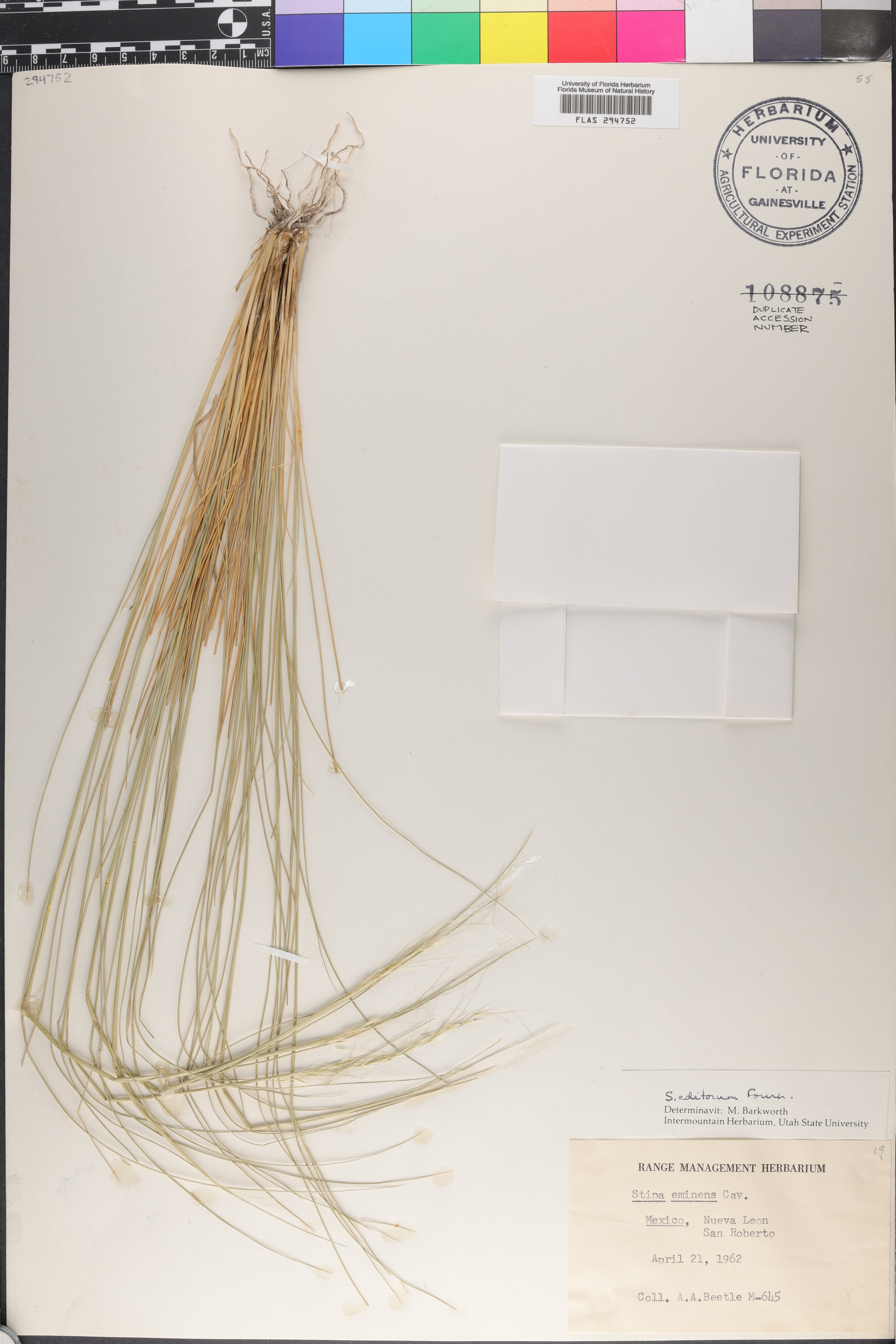 Stipa editorum image