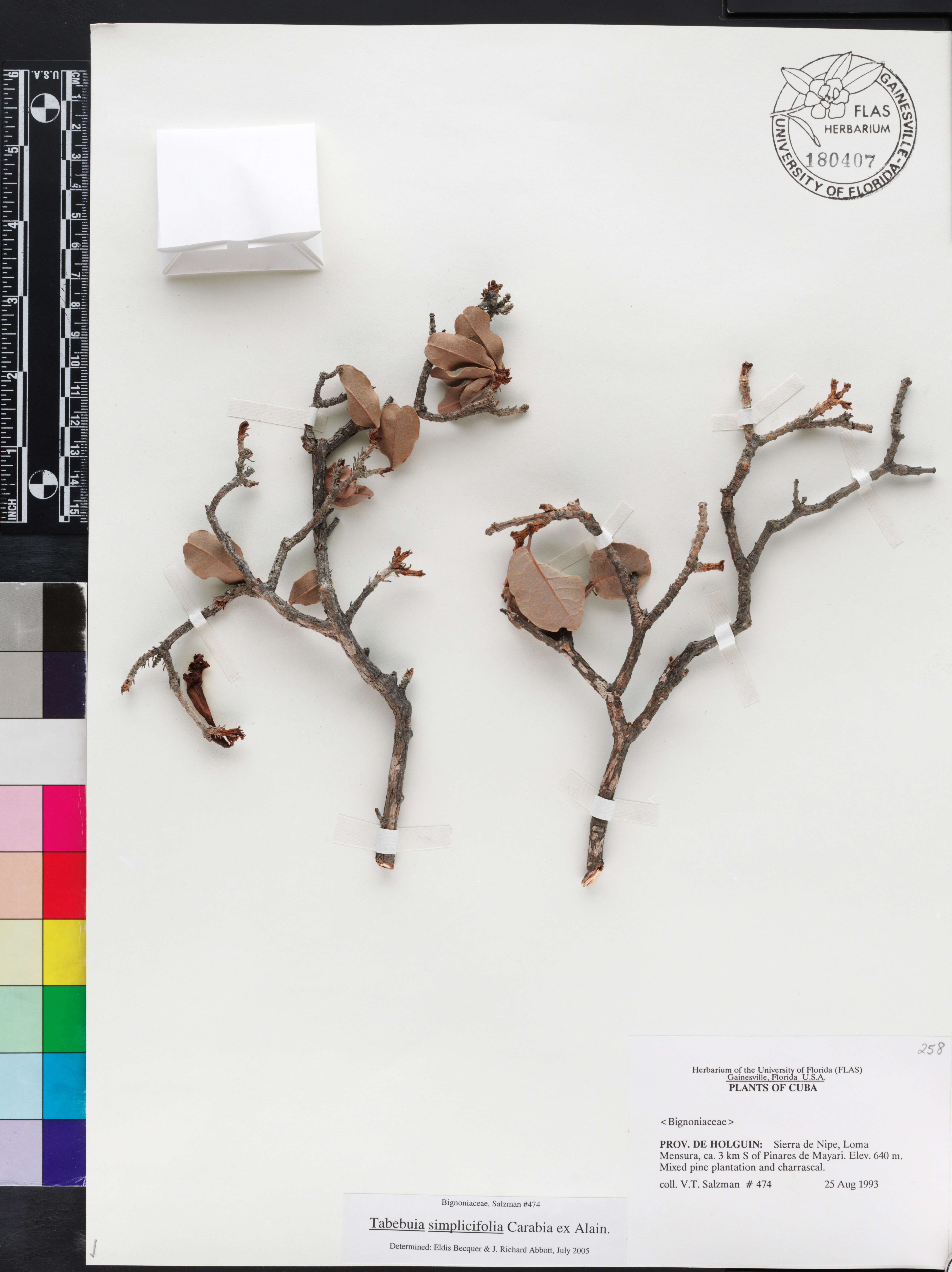 Tabebuia simplicifolia image