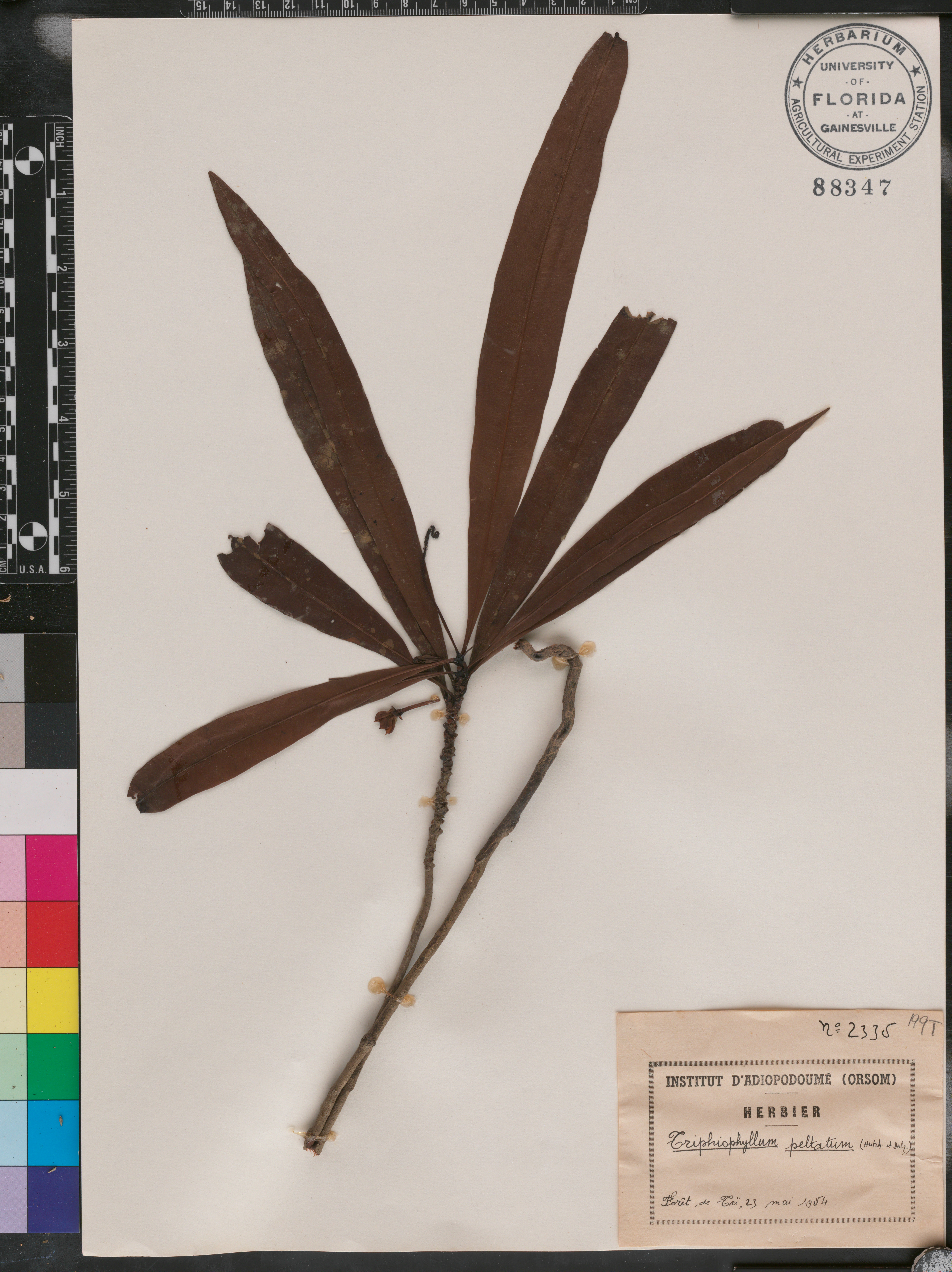 Triphyophyllum peltatum image