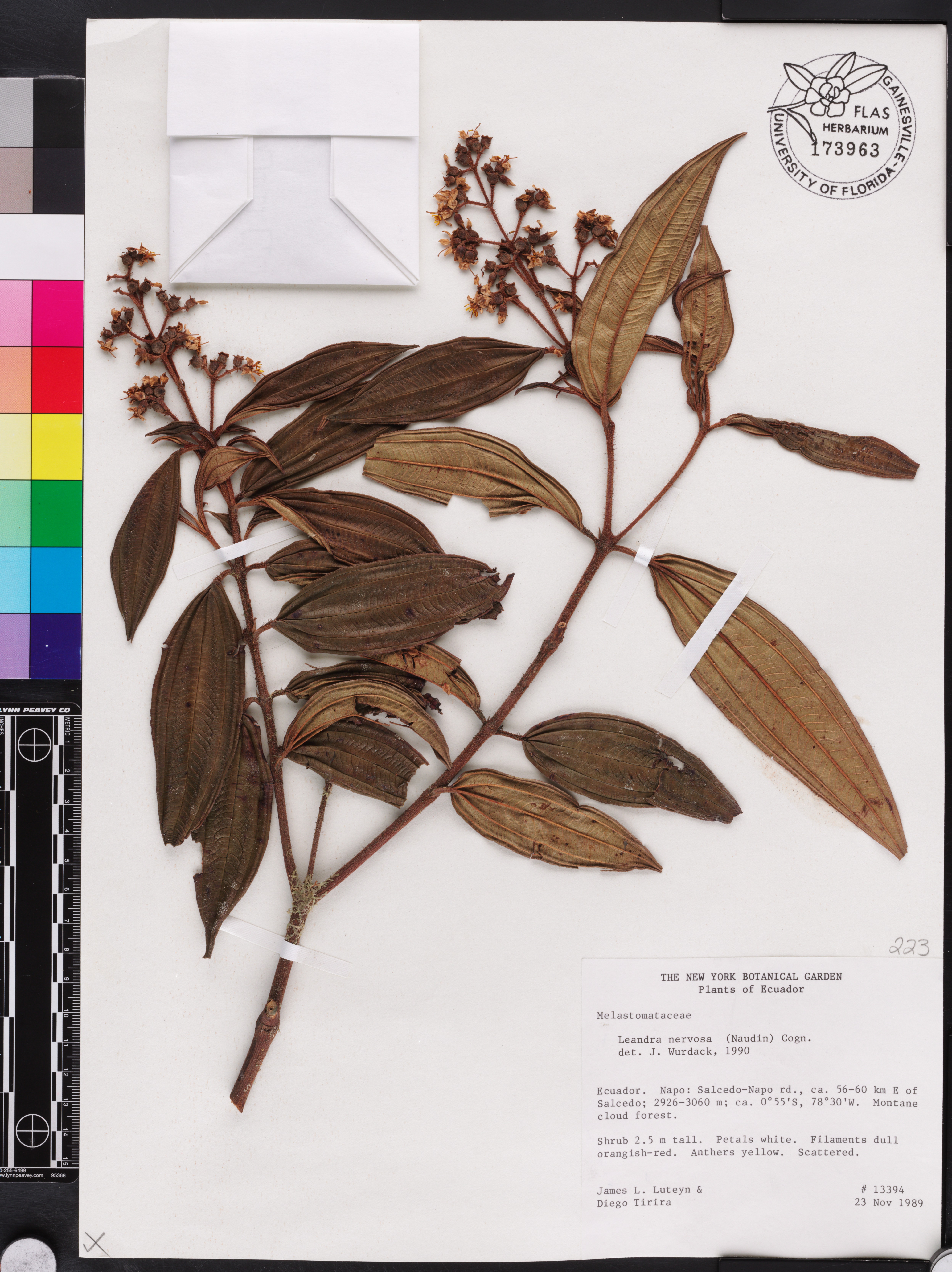 Miconia nervosissima image