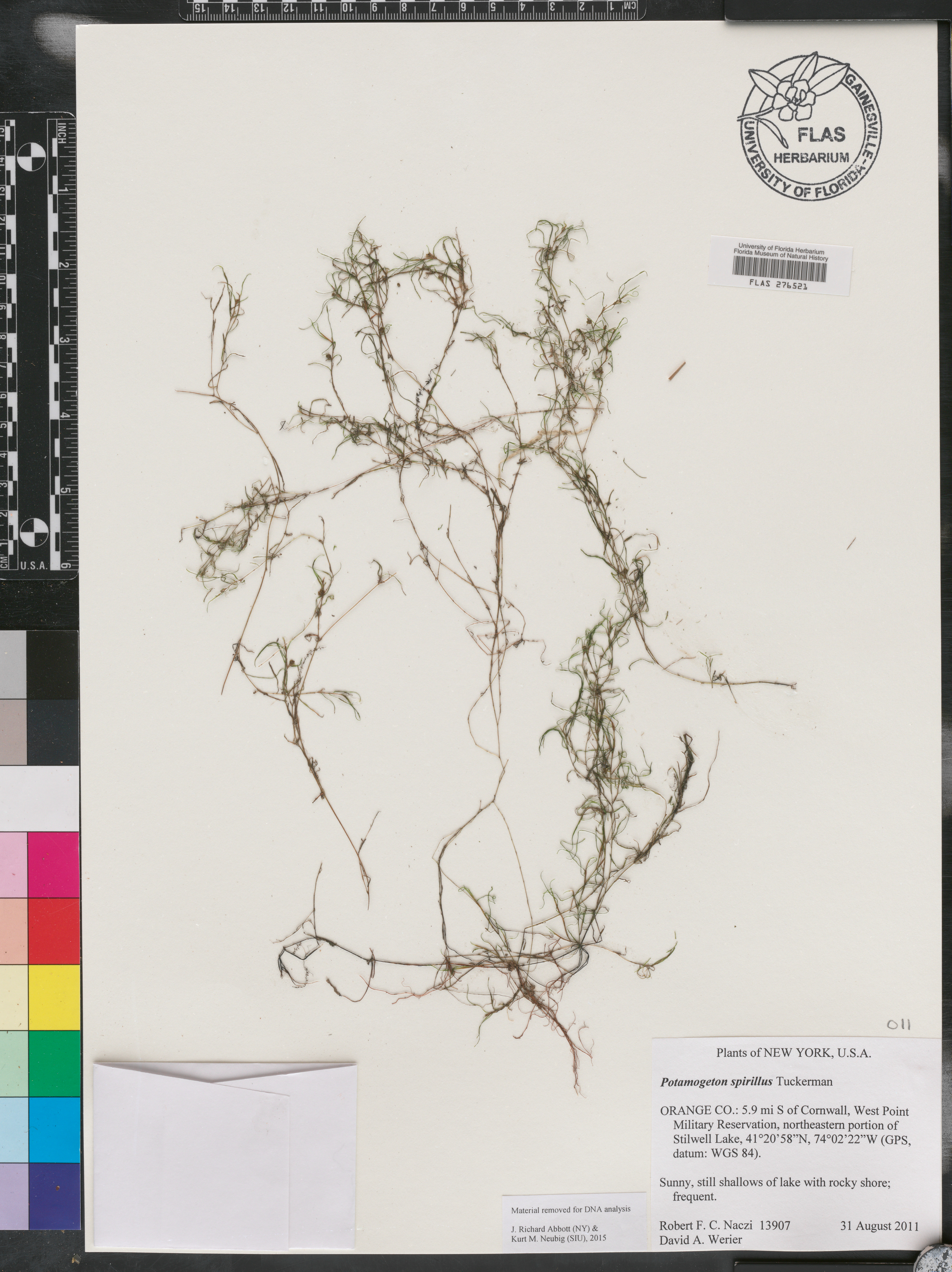 Potamogeton spirillus image