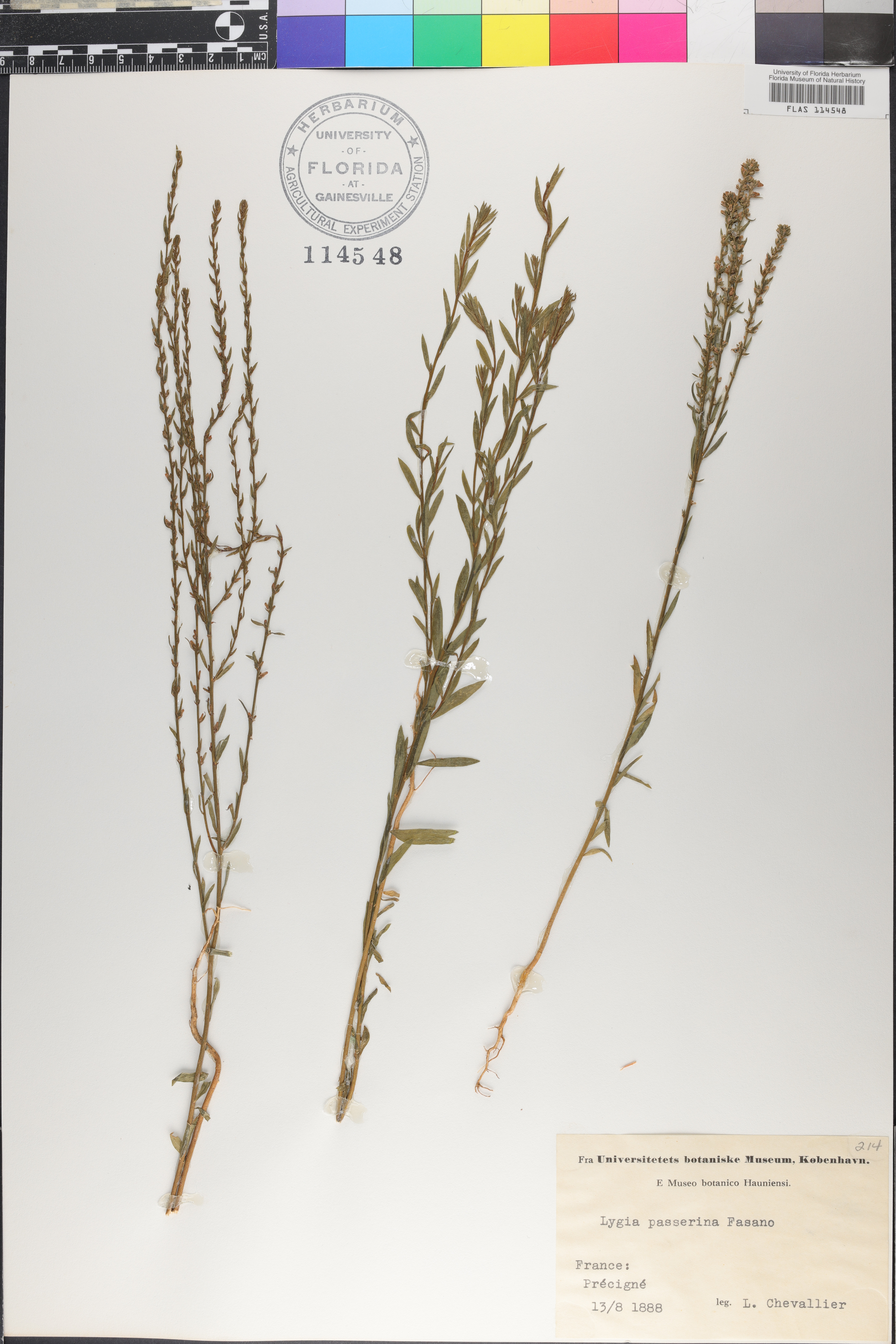 Lygia image