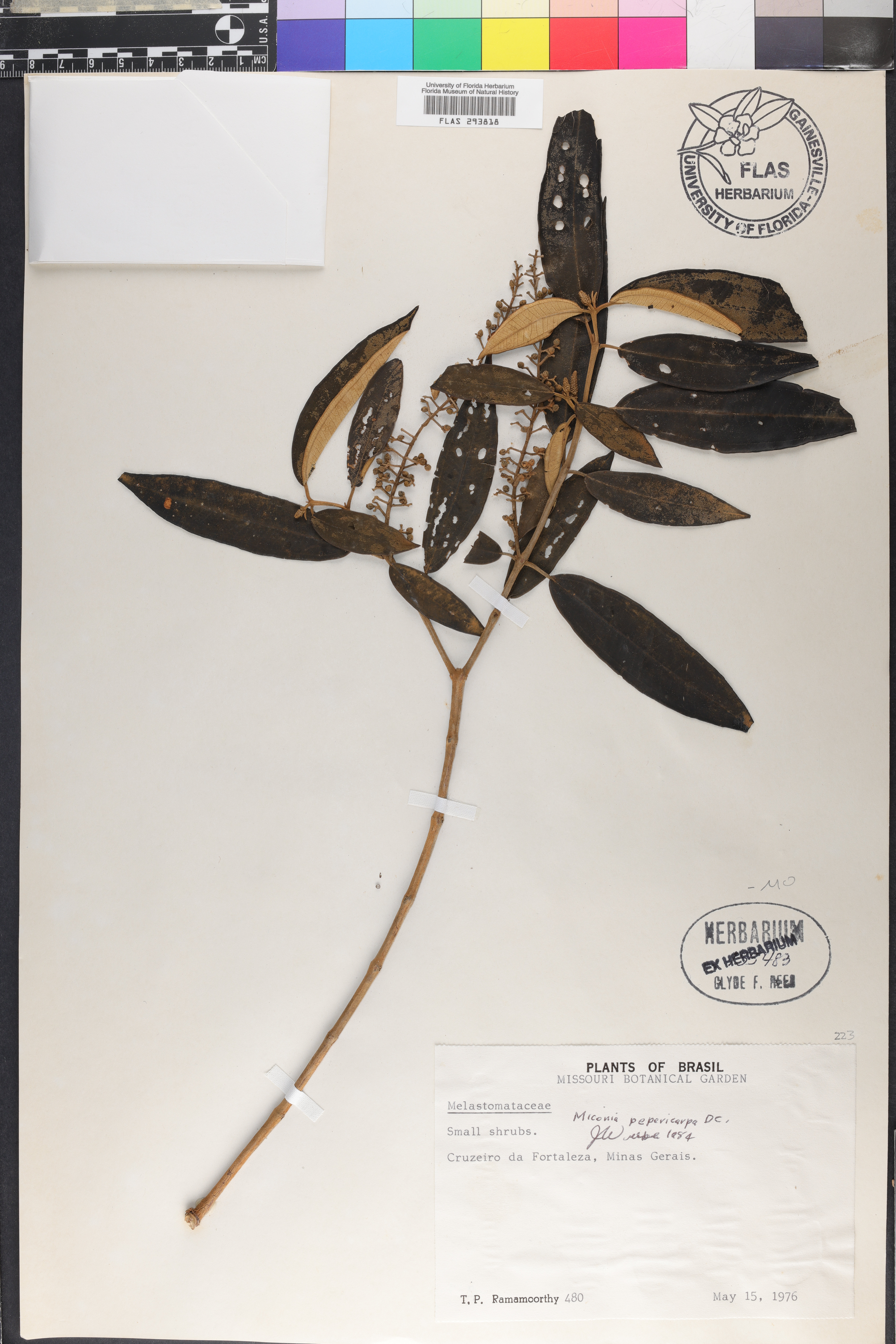 Miconia pepericarpa image