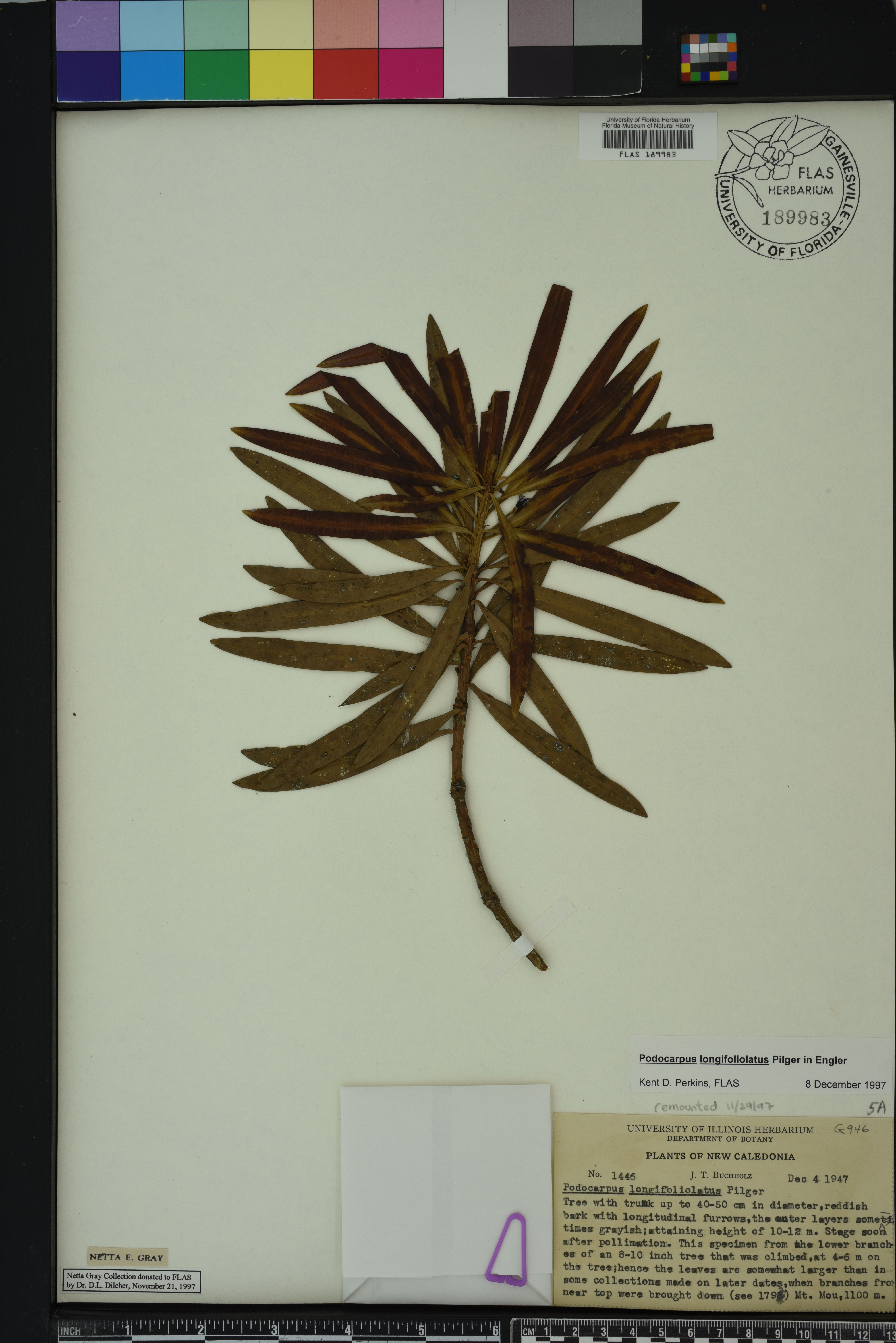 Podocarpus longifoliolatus image