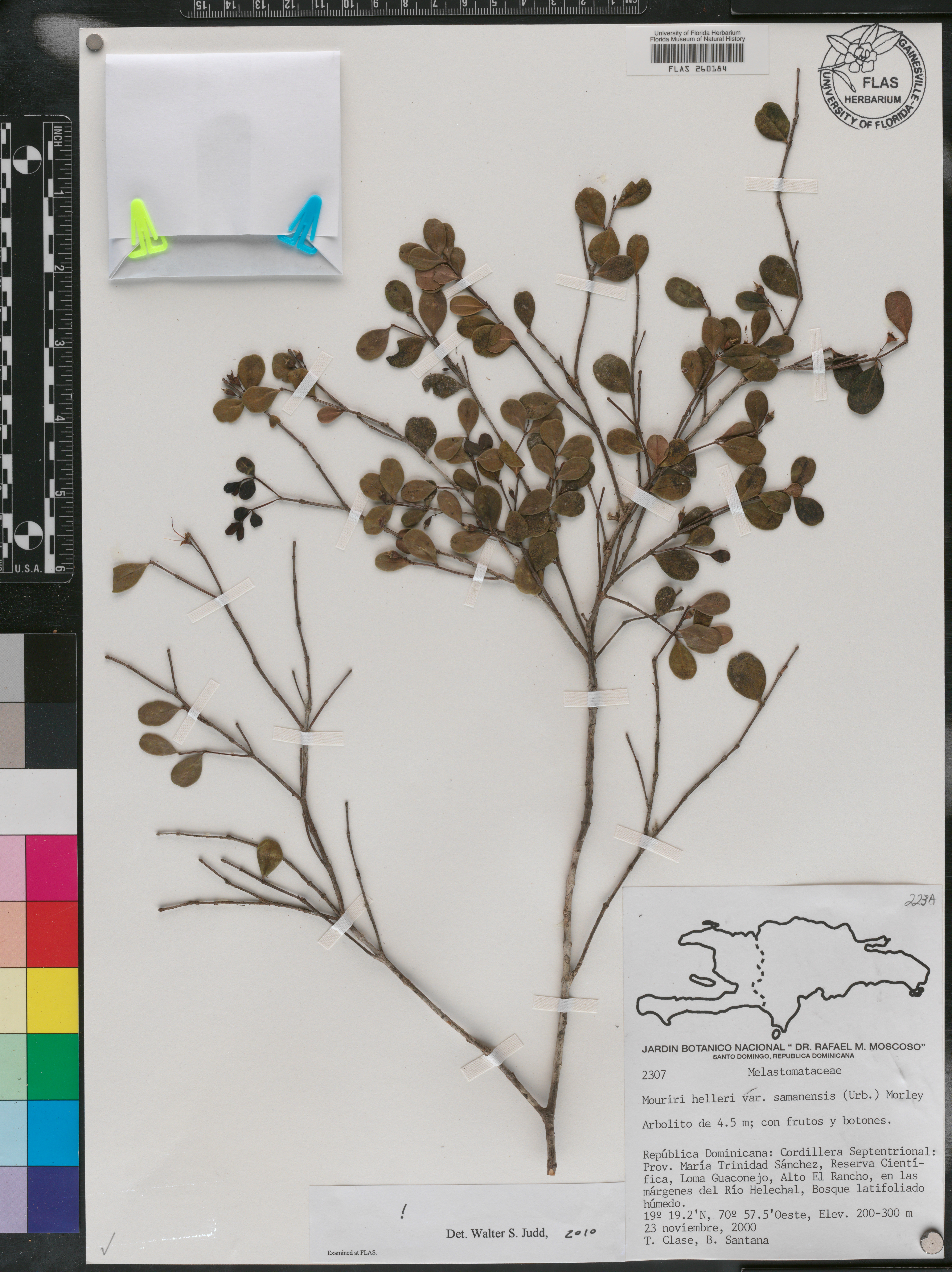Mouriri helleri var. samanensis image