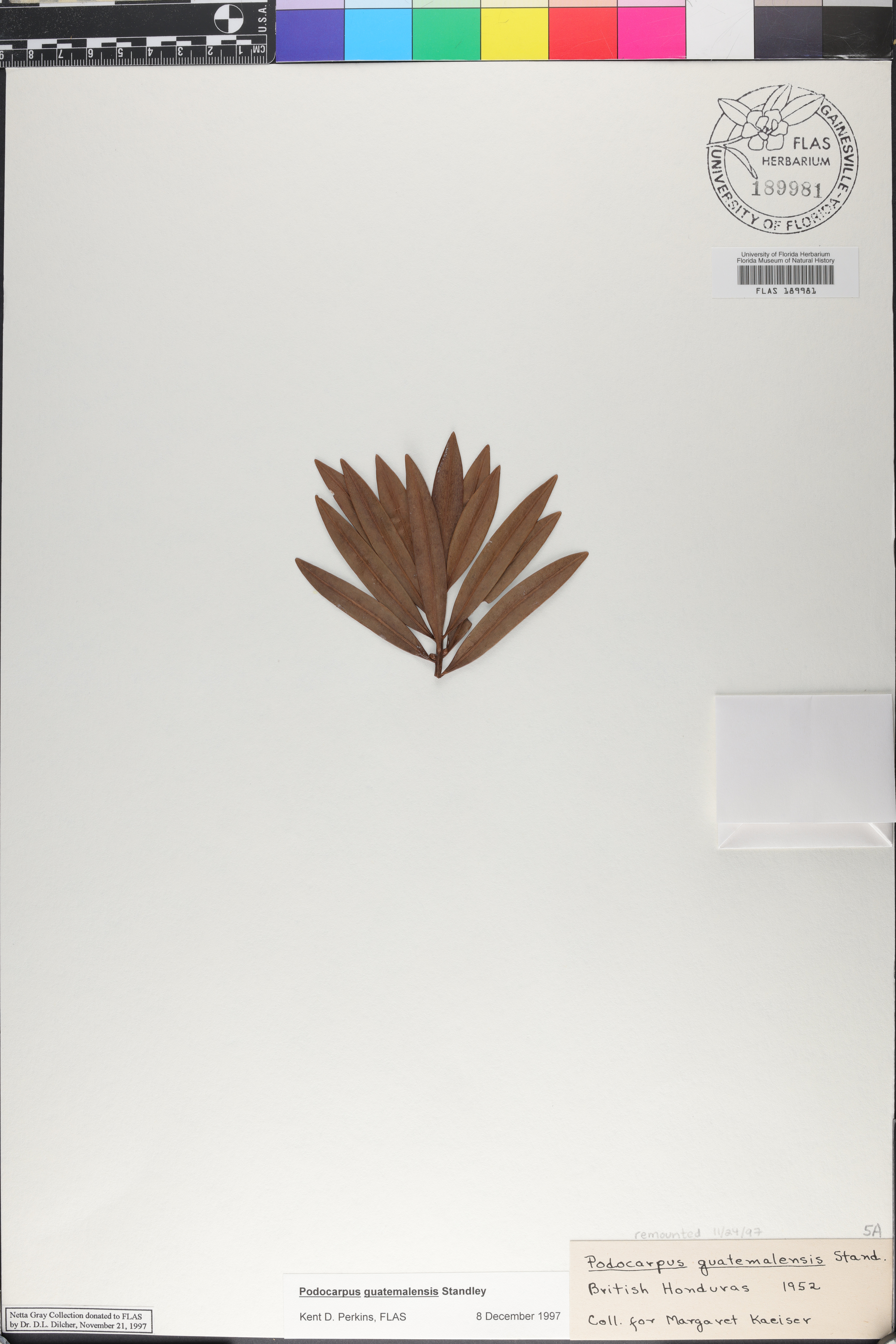Podocarpus guatemalensis image