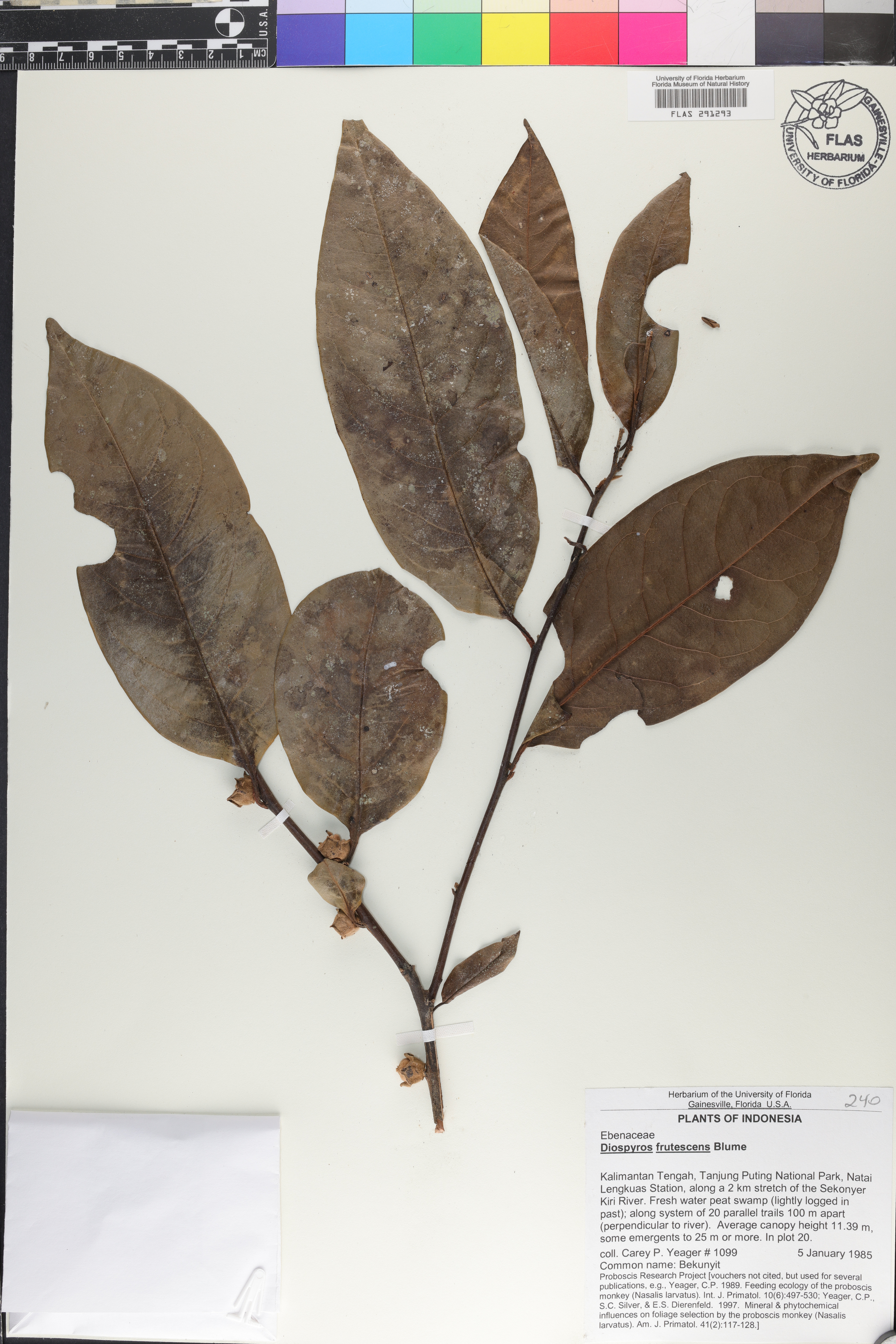 Diospyros frutescens image