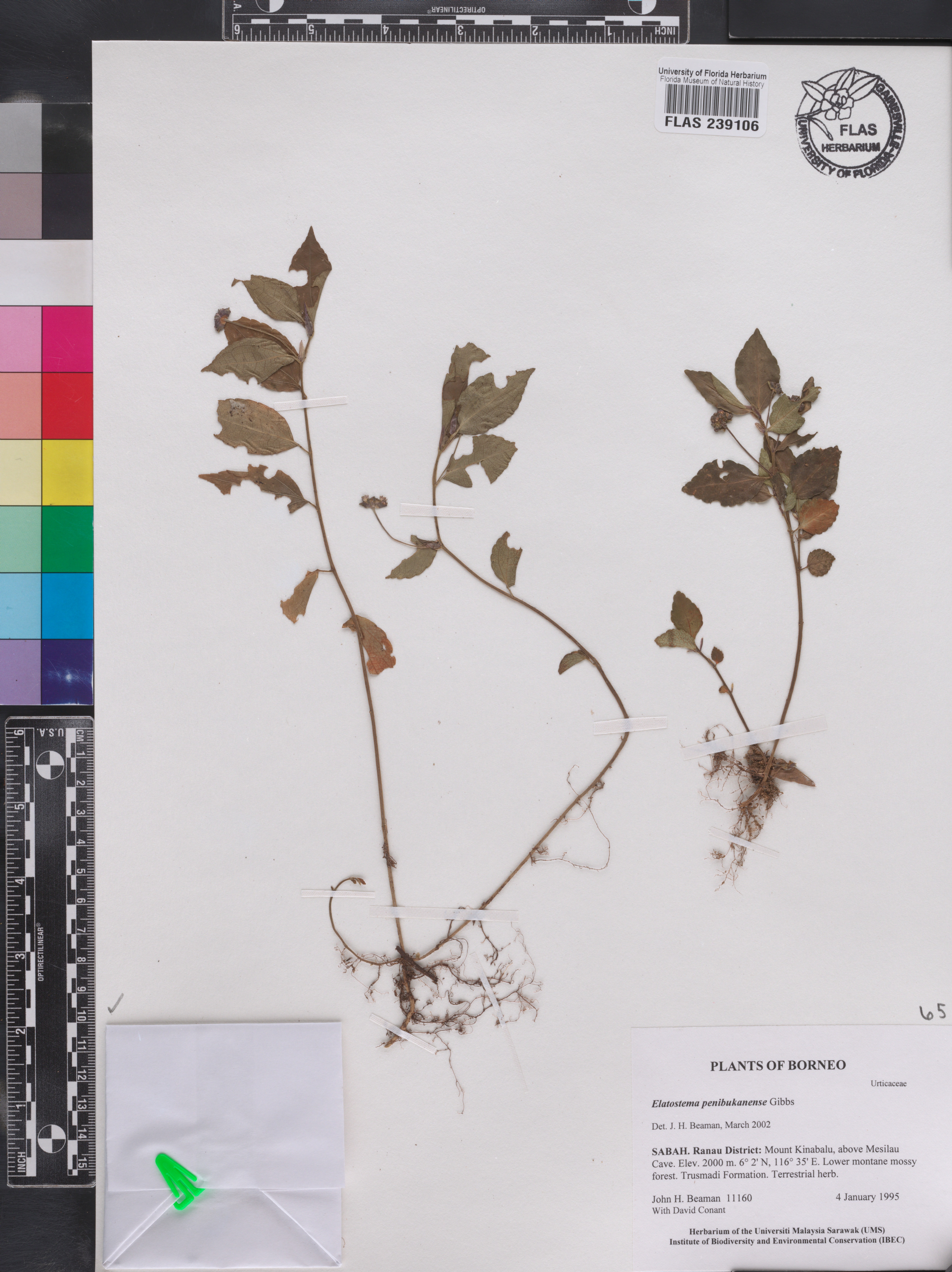 Elatostema penibukanense image