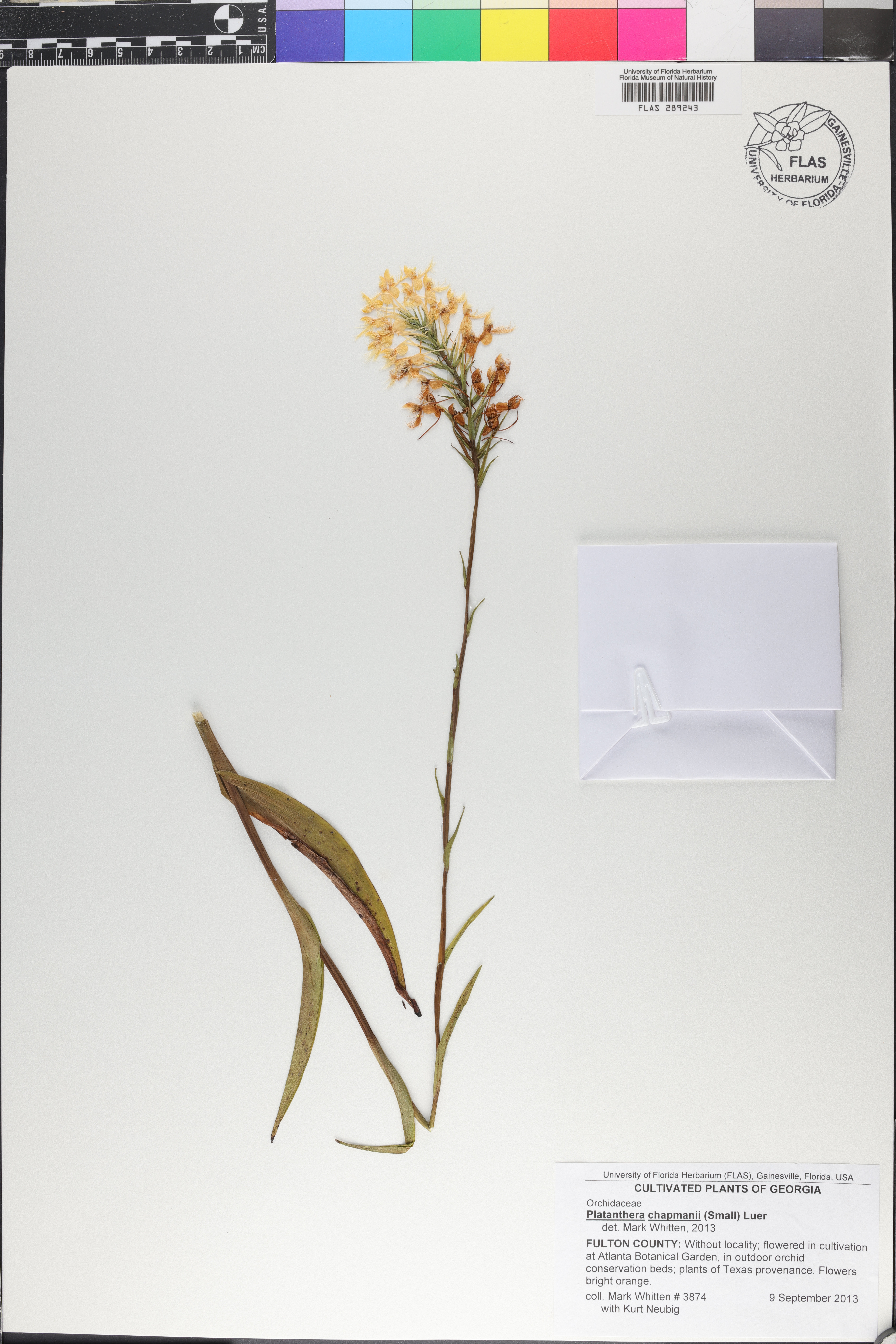 Platanthera chapmanii image
