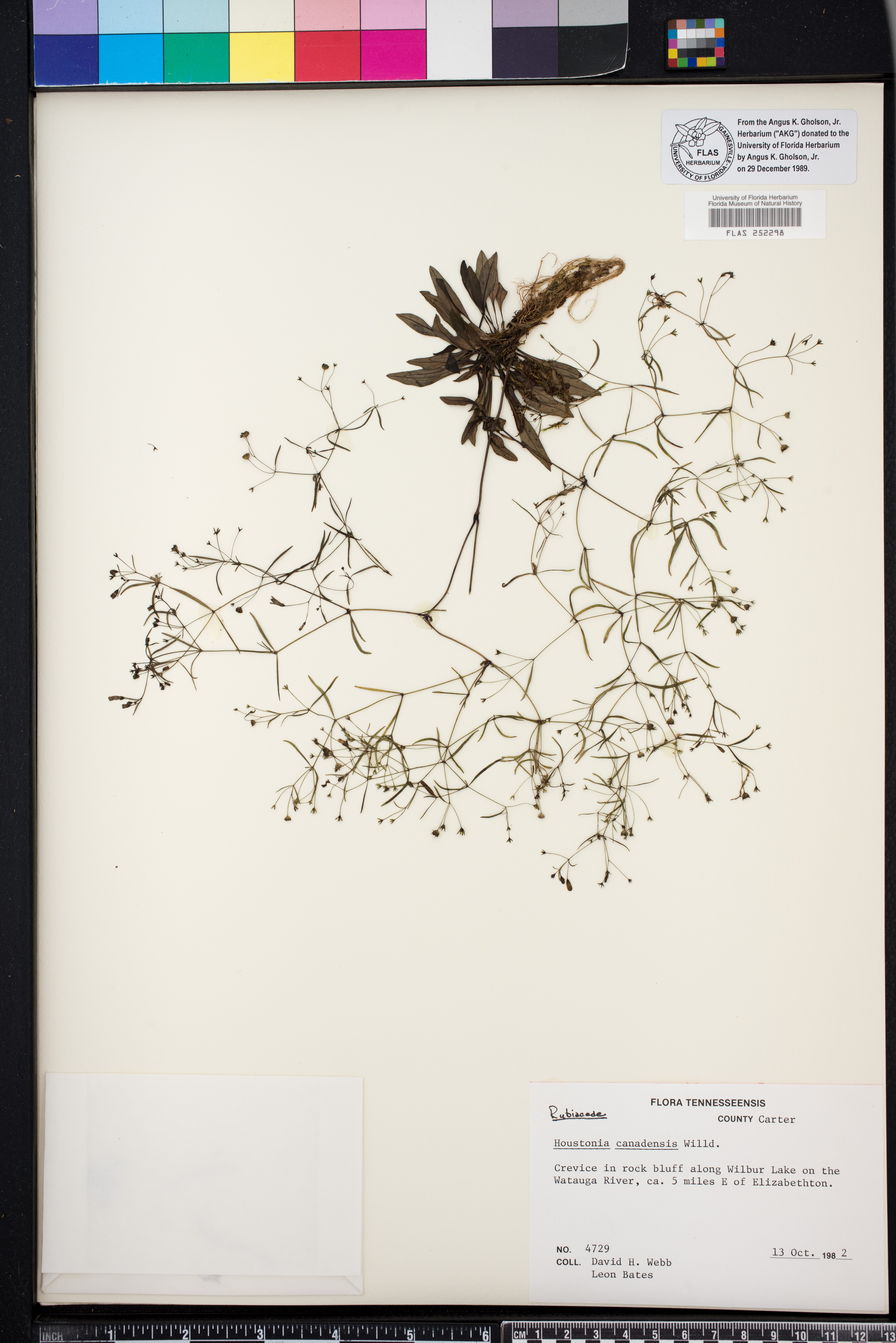 Hedyotis canadensis image