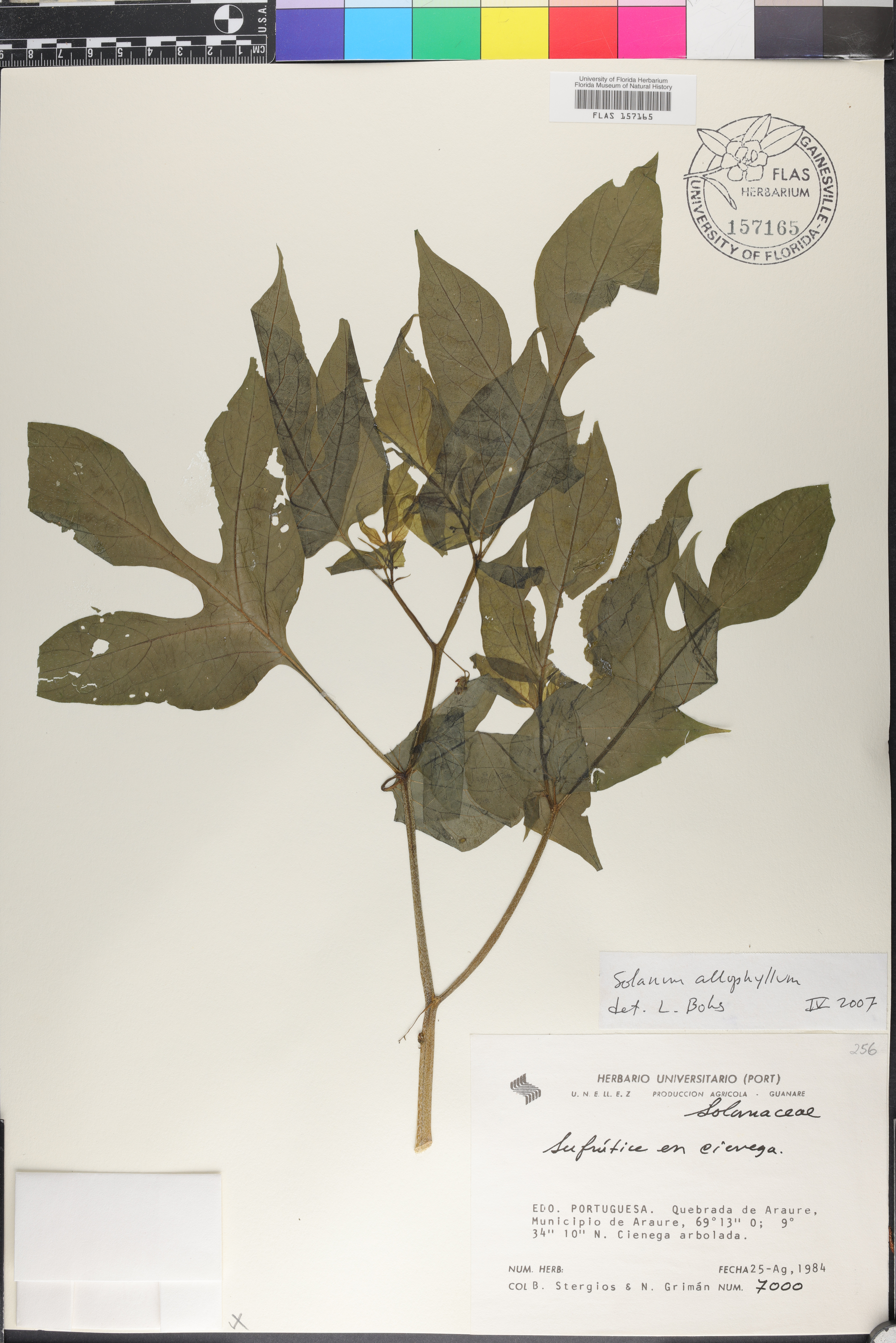 Solanum allophyllum image
