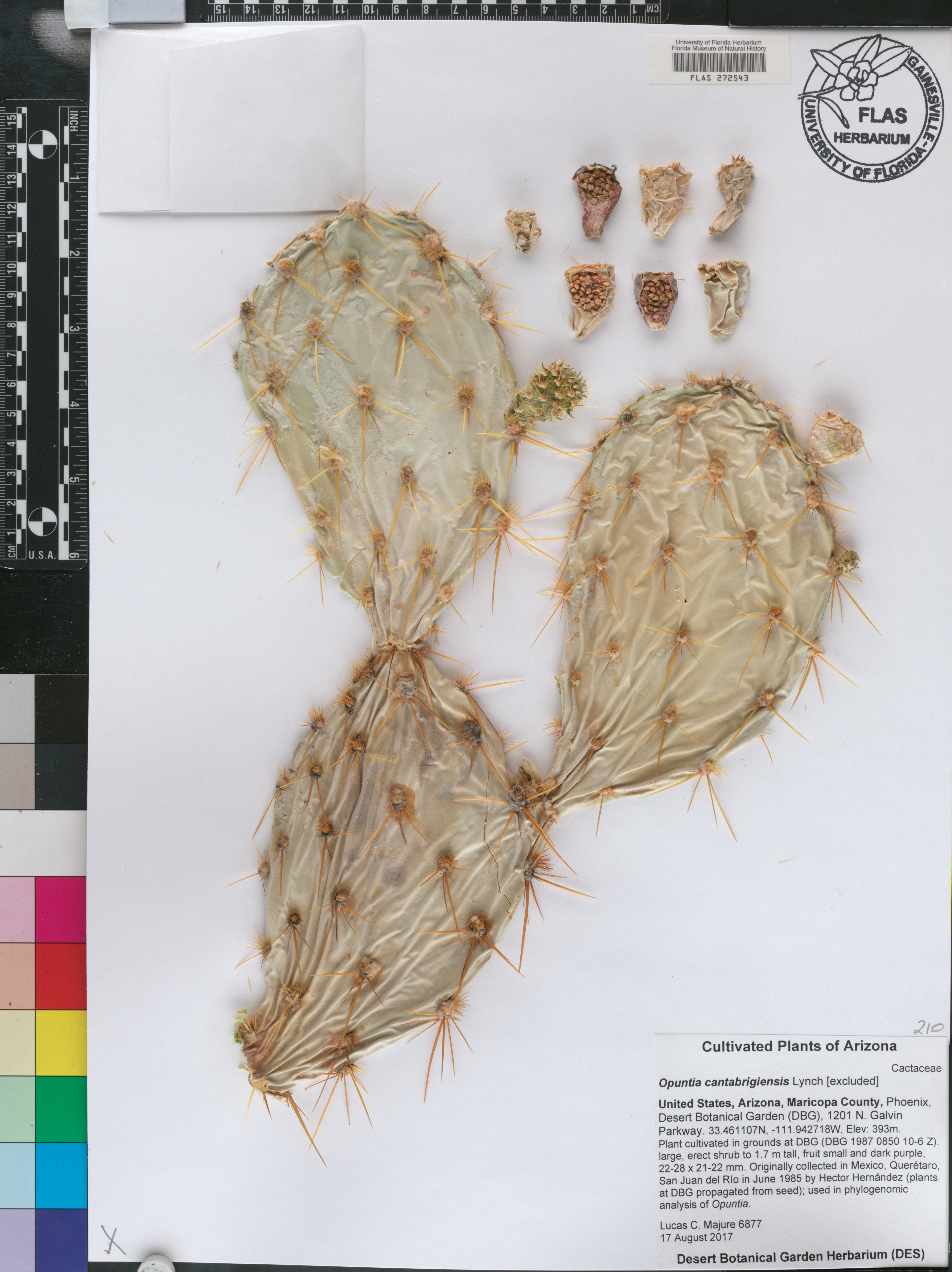 Opuntia cantabrigiensis image