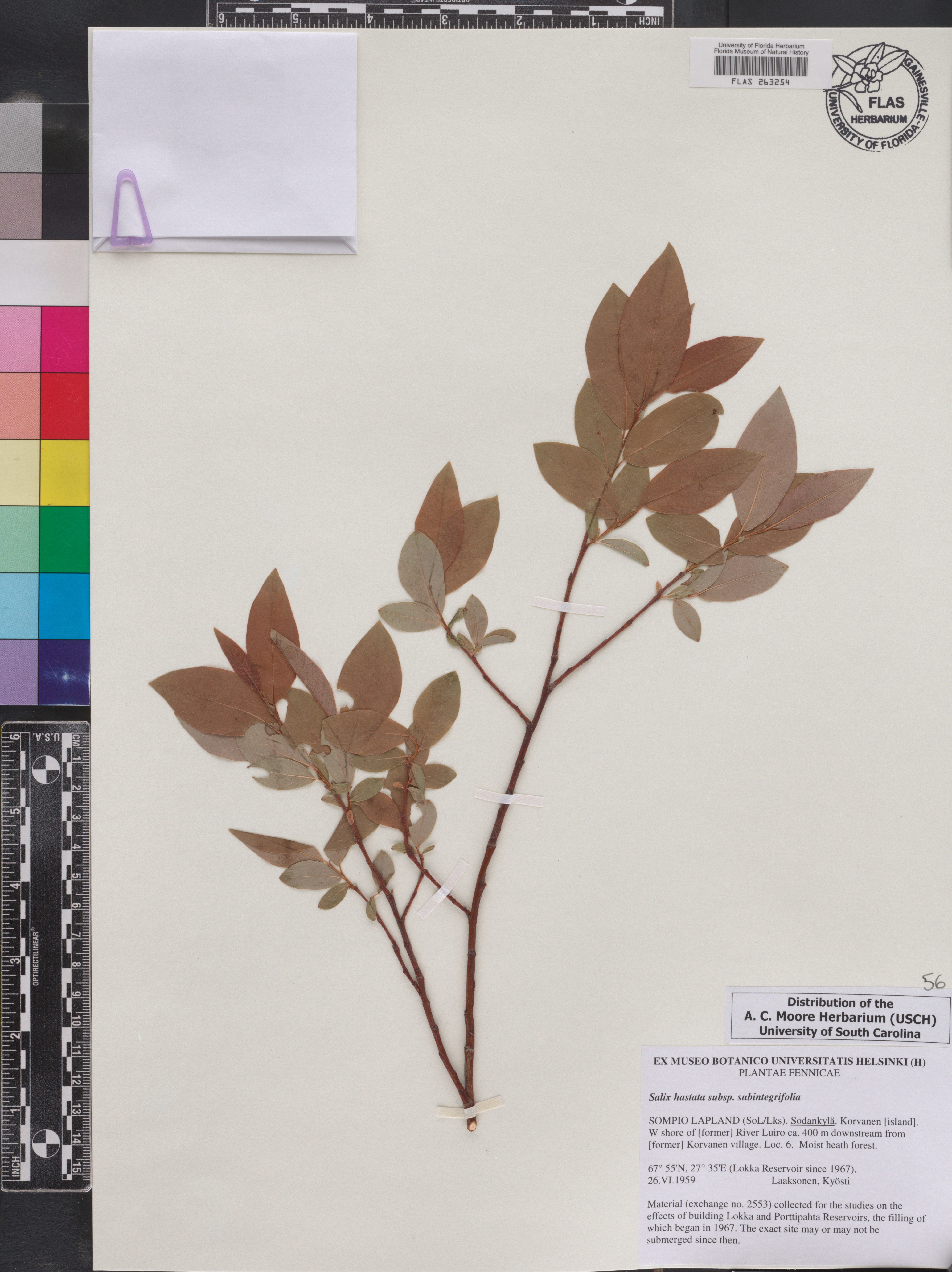 Salix hastata subsp. subintegrifolia image