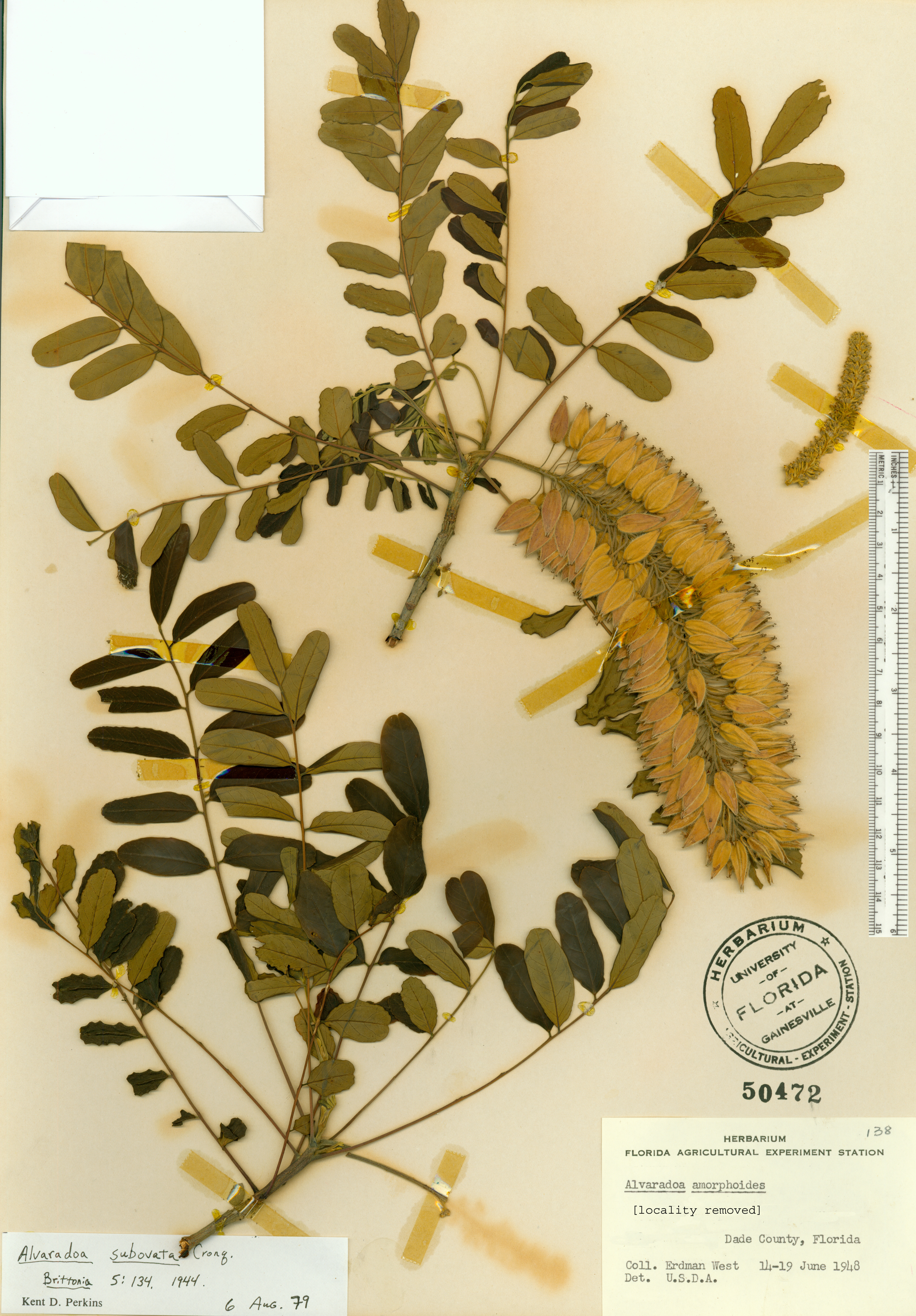 Alvaradoa subovata image