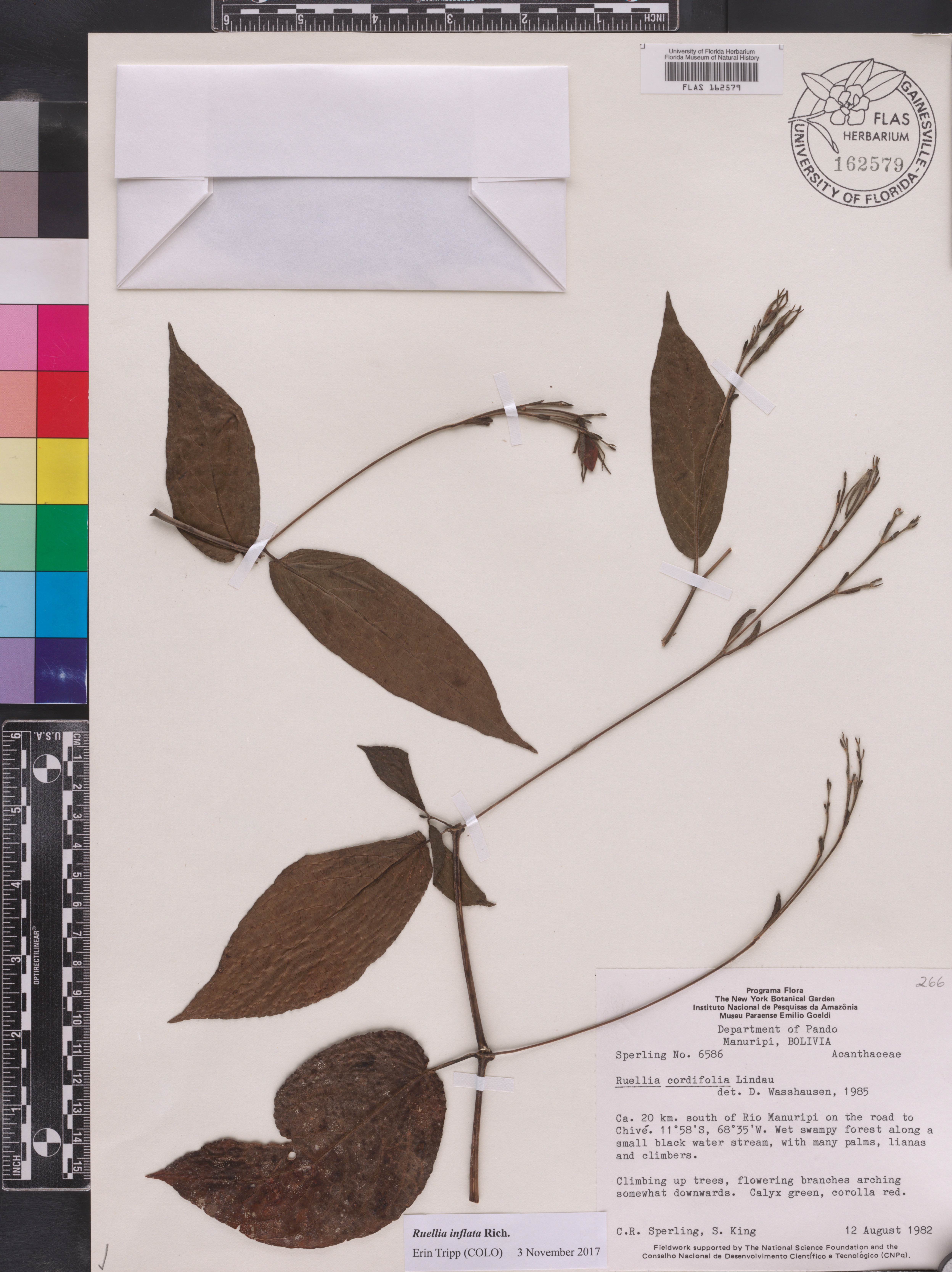 Ruellia inflata image