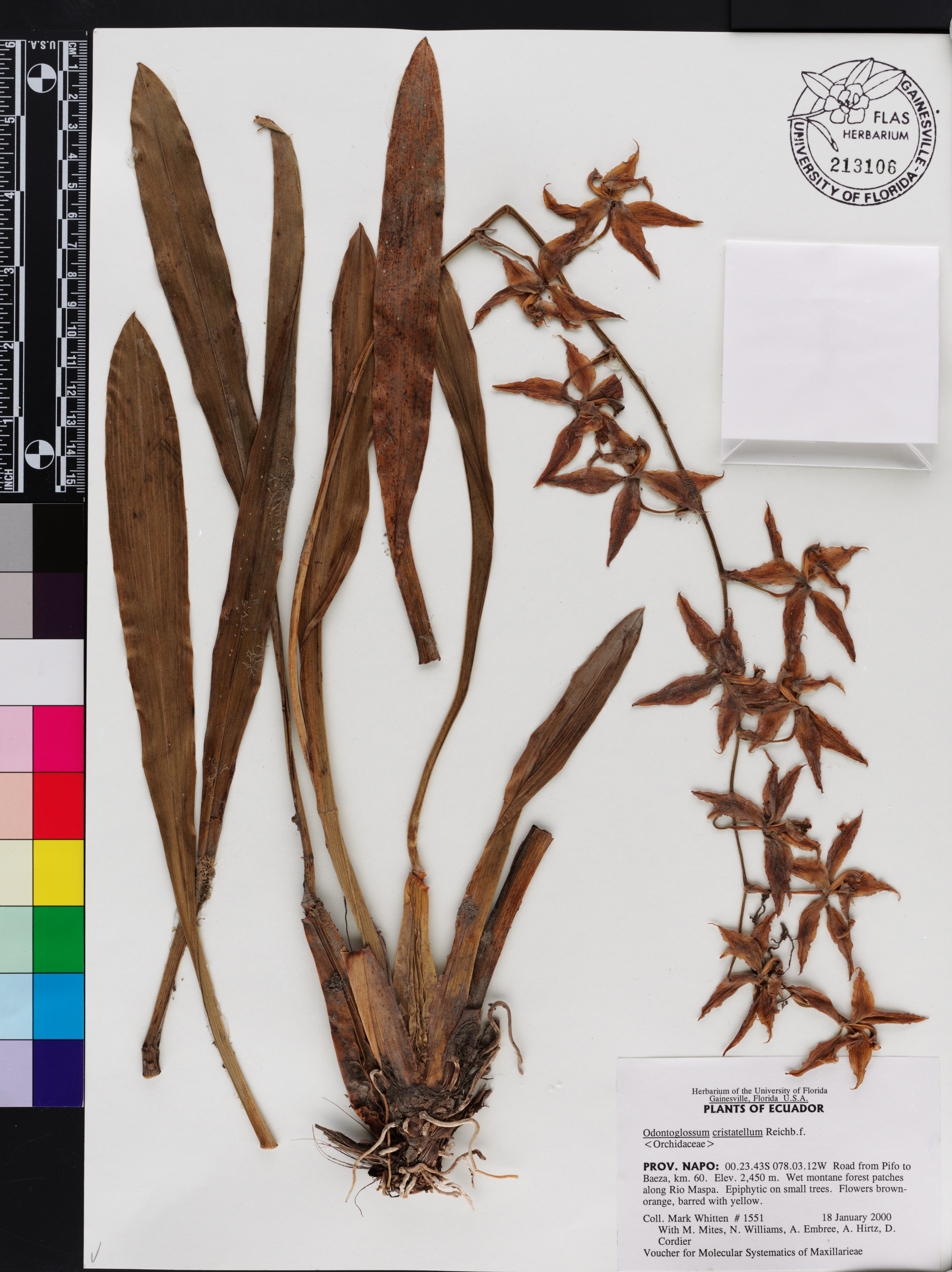 Oncidium lehmannii