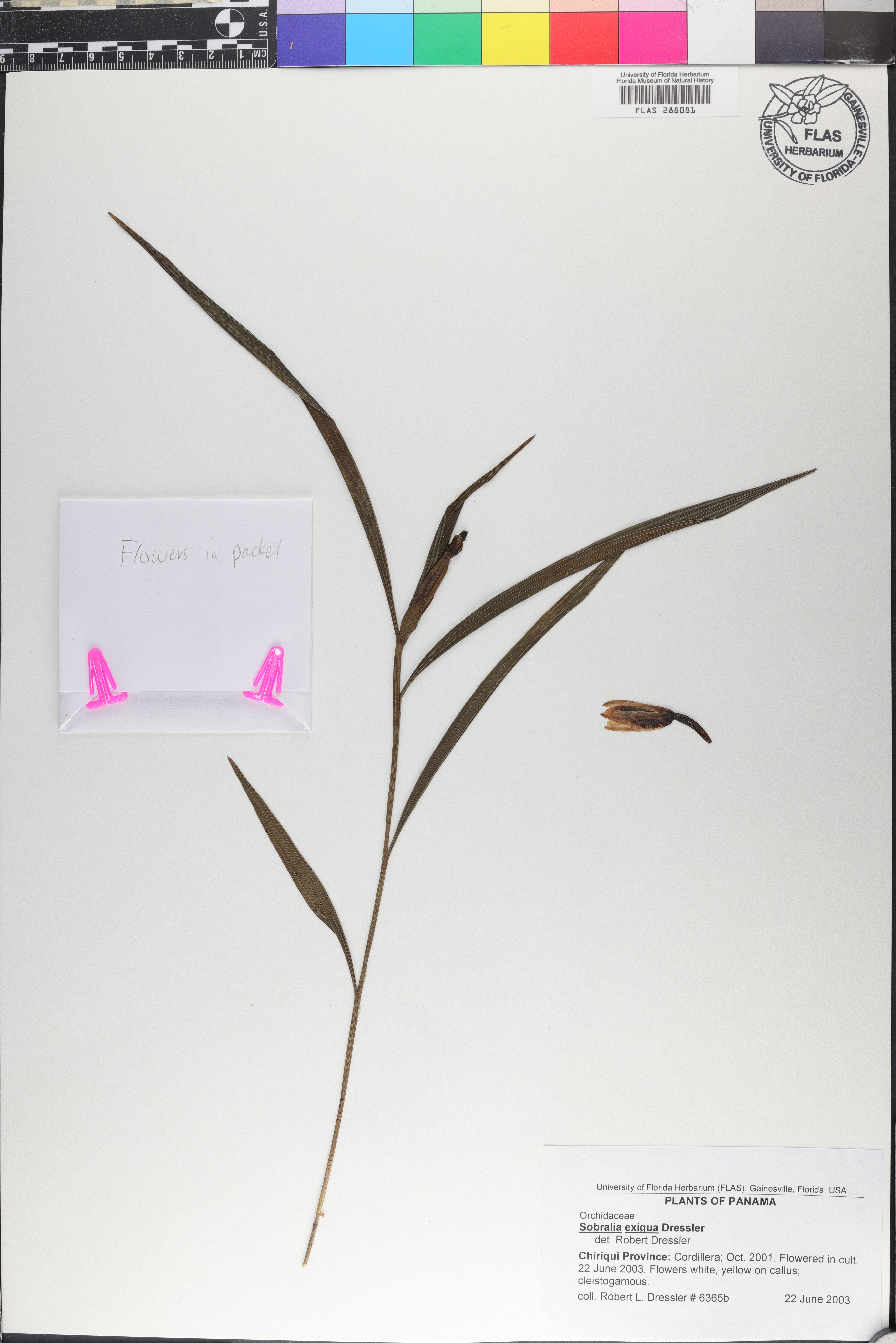 Sobralia exigua image