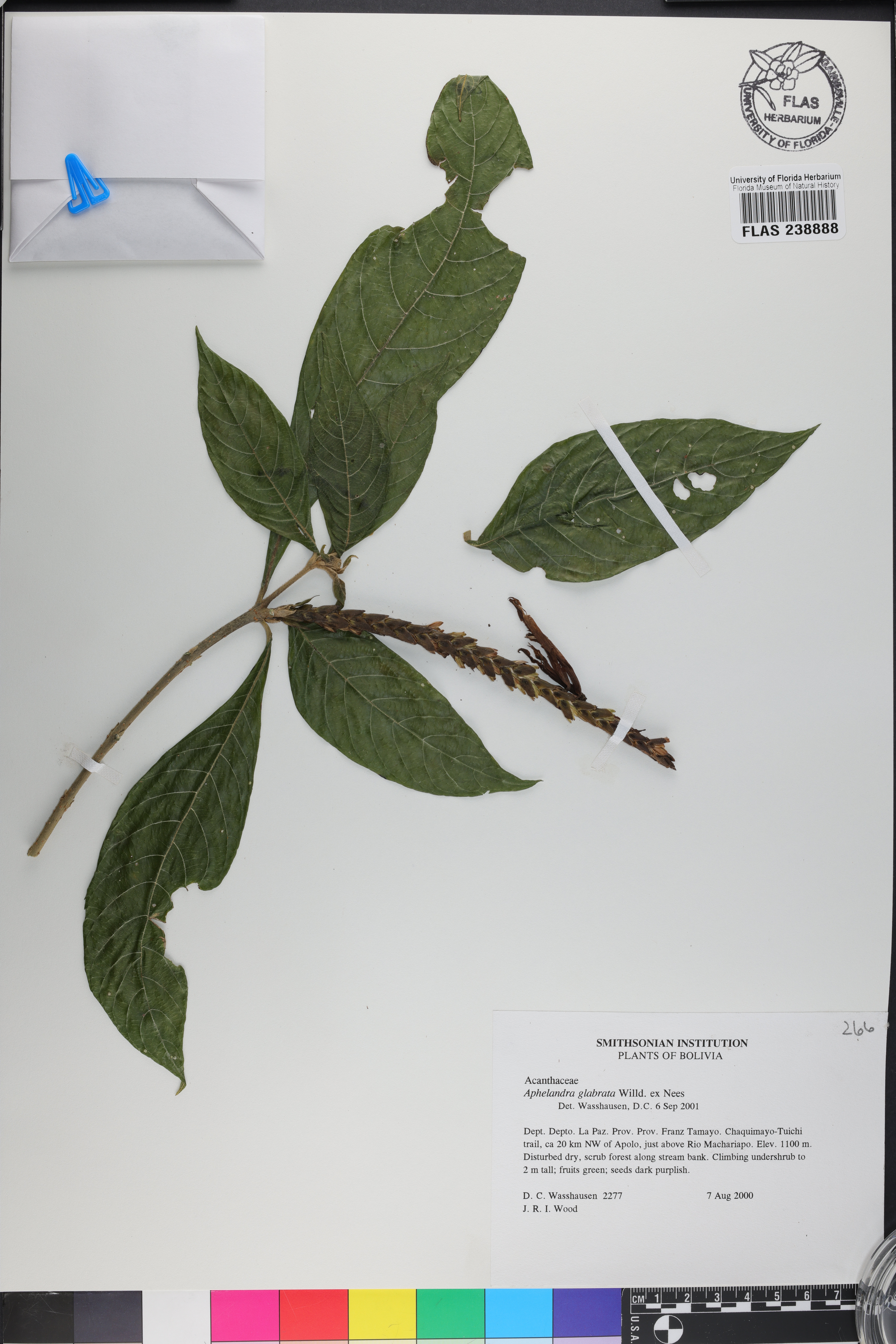Aphelandra glabrata image