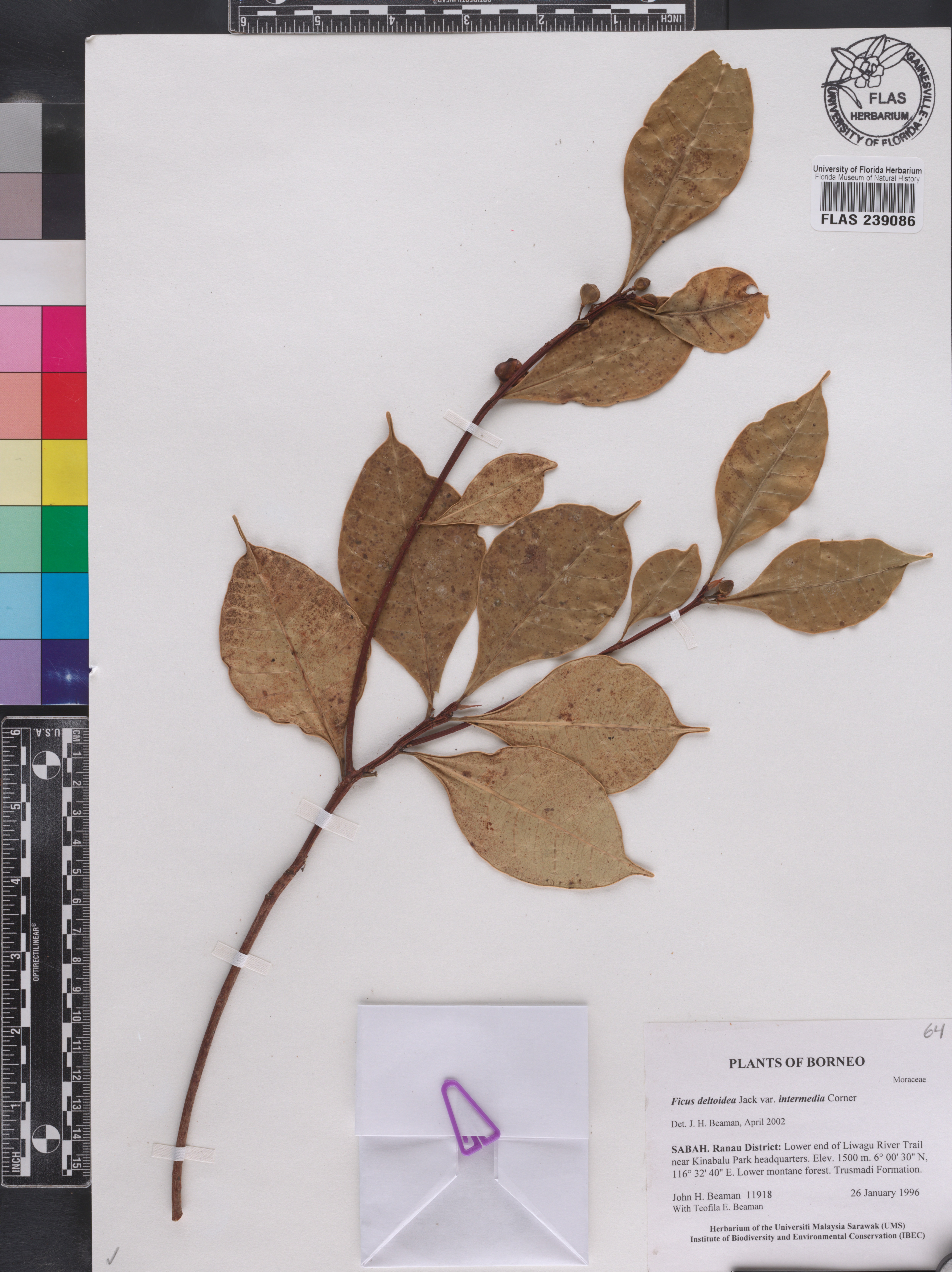 Ficus oleifolia subsp. intermedia image