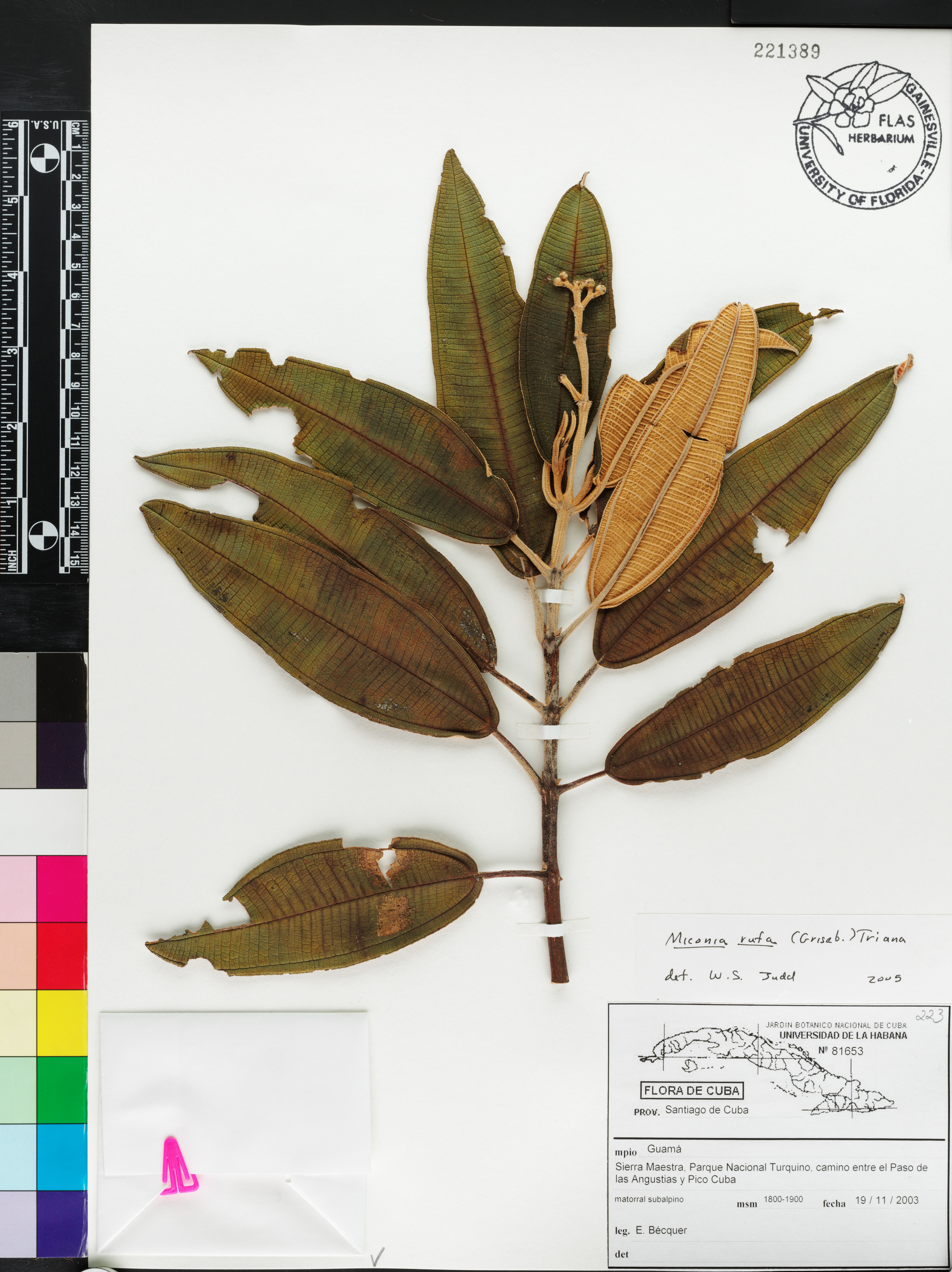 Miconia rufa image