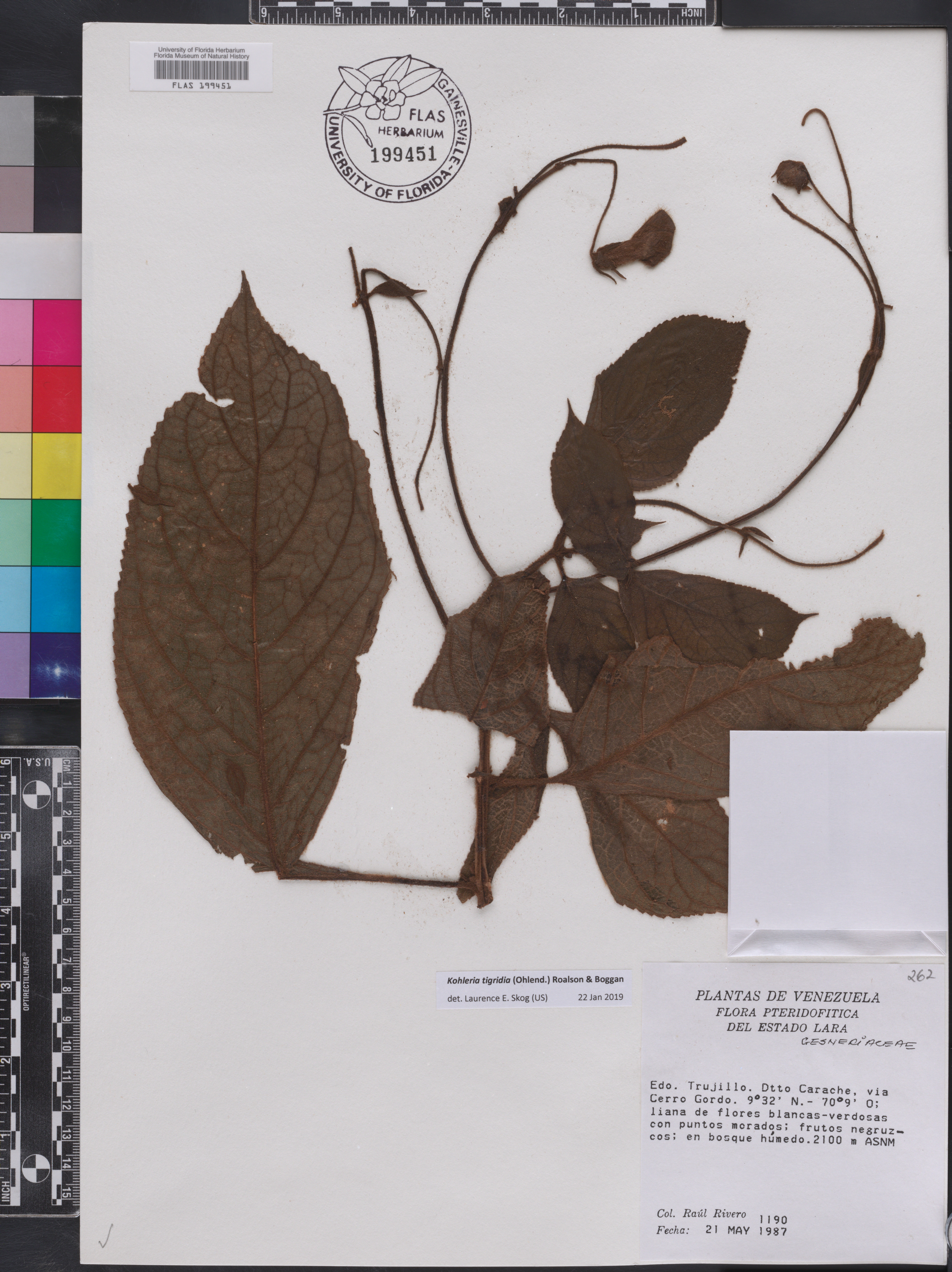Kohleria tigridia image