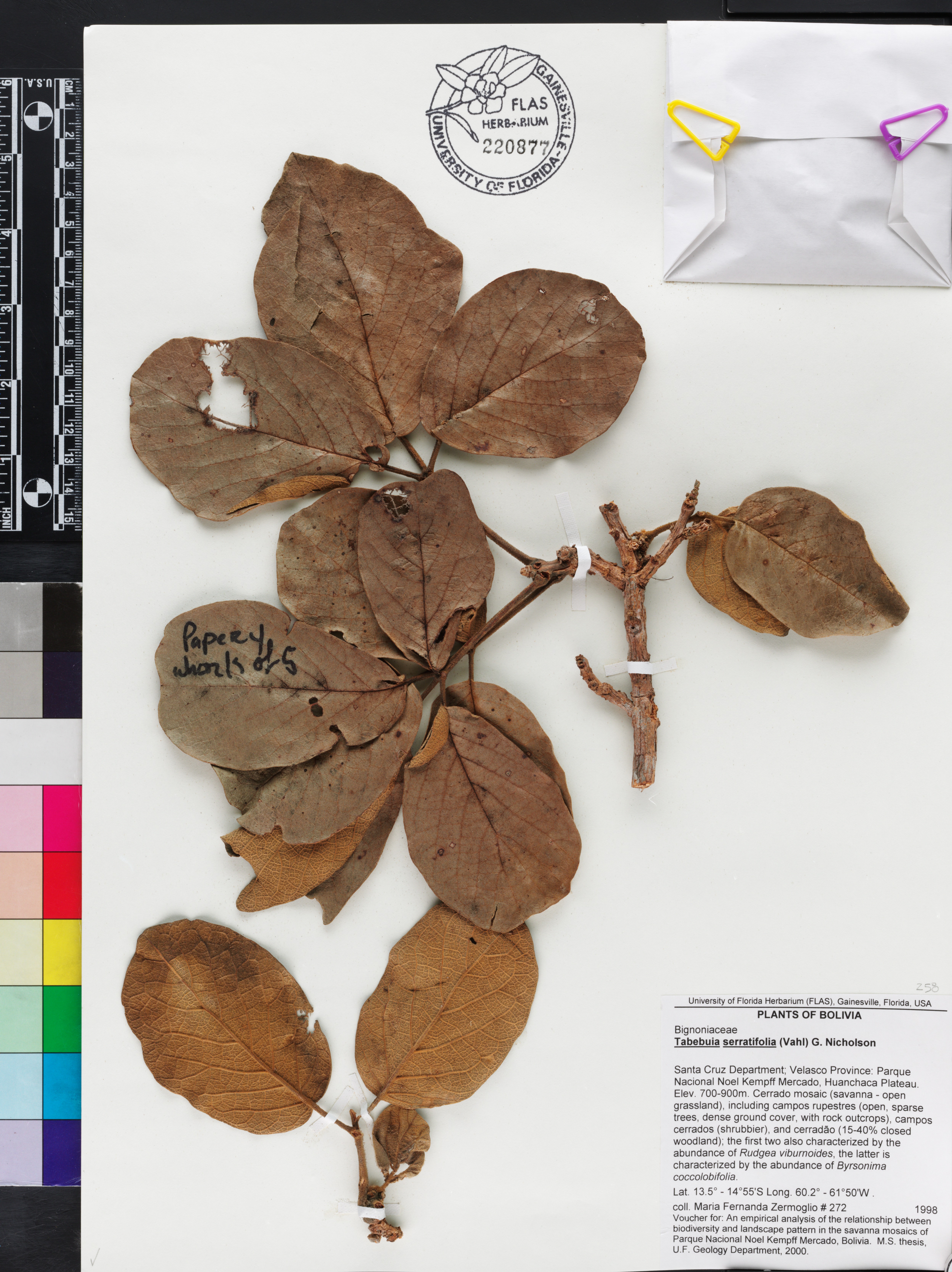 Handroanthus serratifolius image