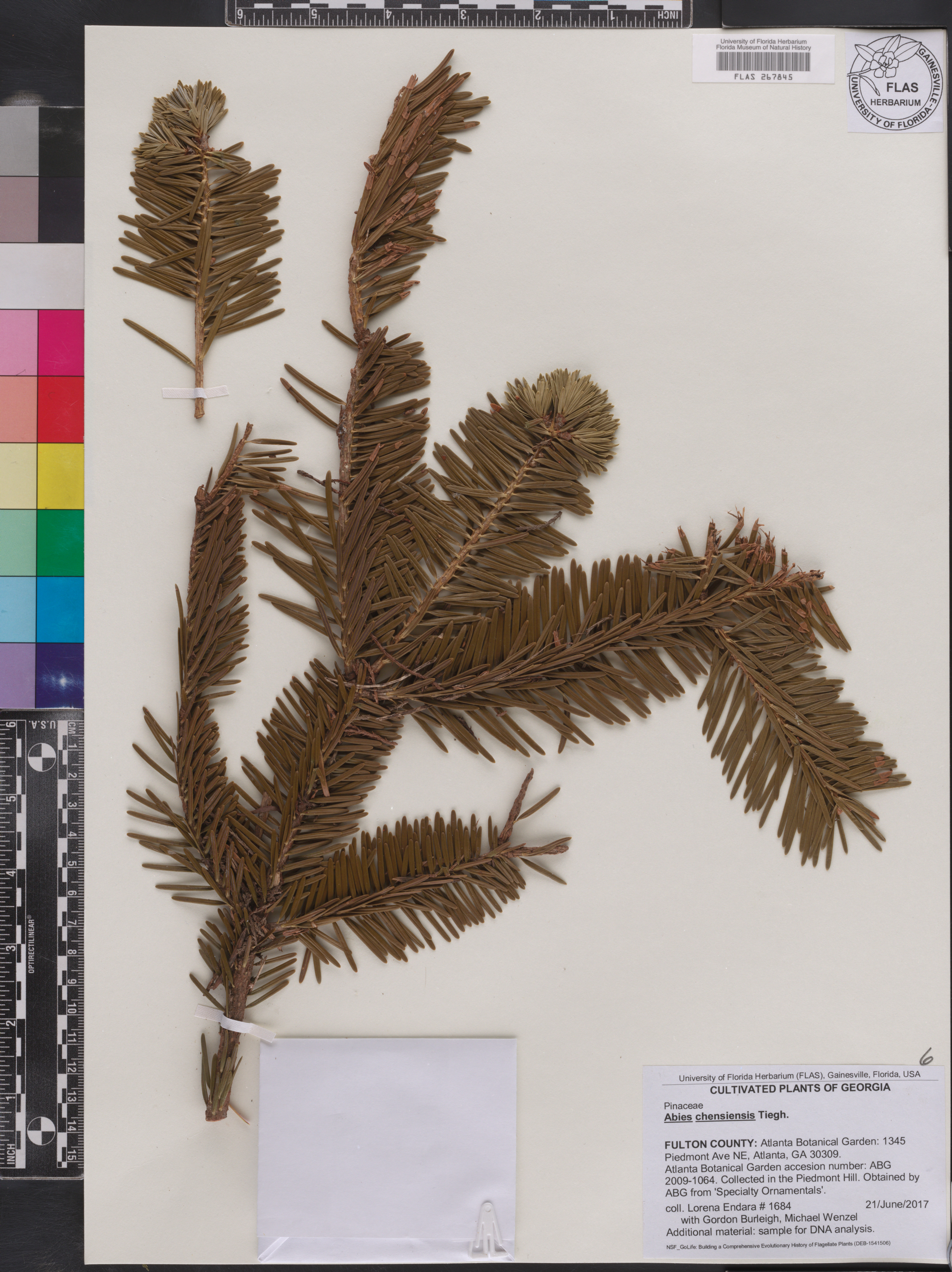 Abies chensiensis image