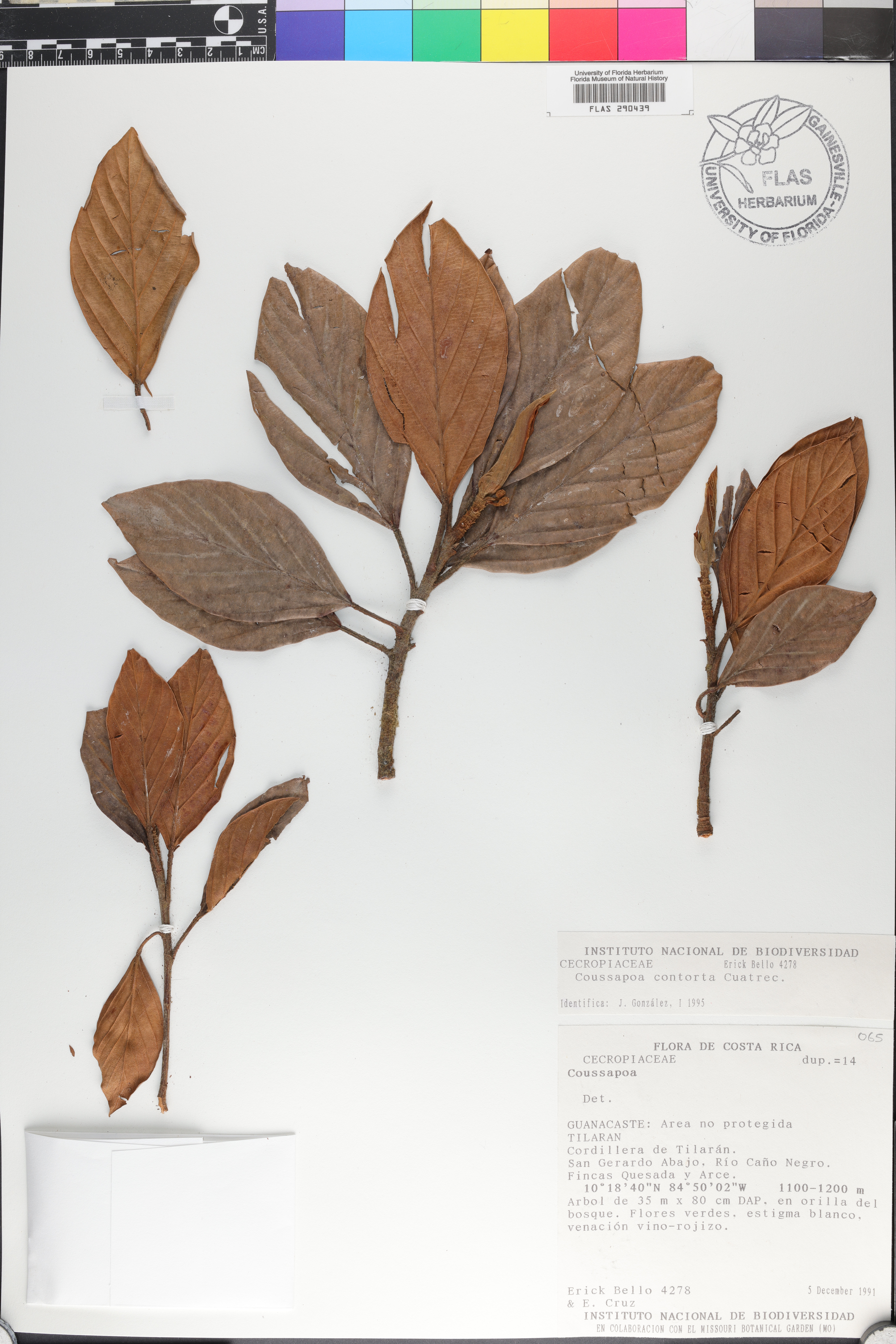 Coussapoa contorta image
