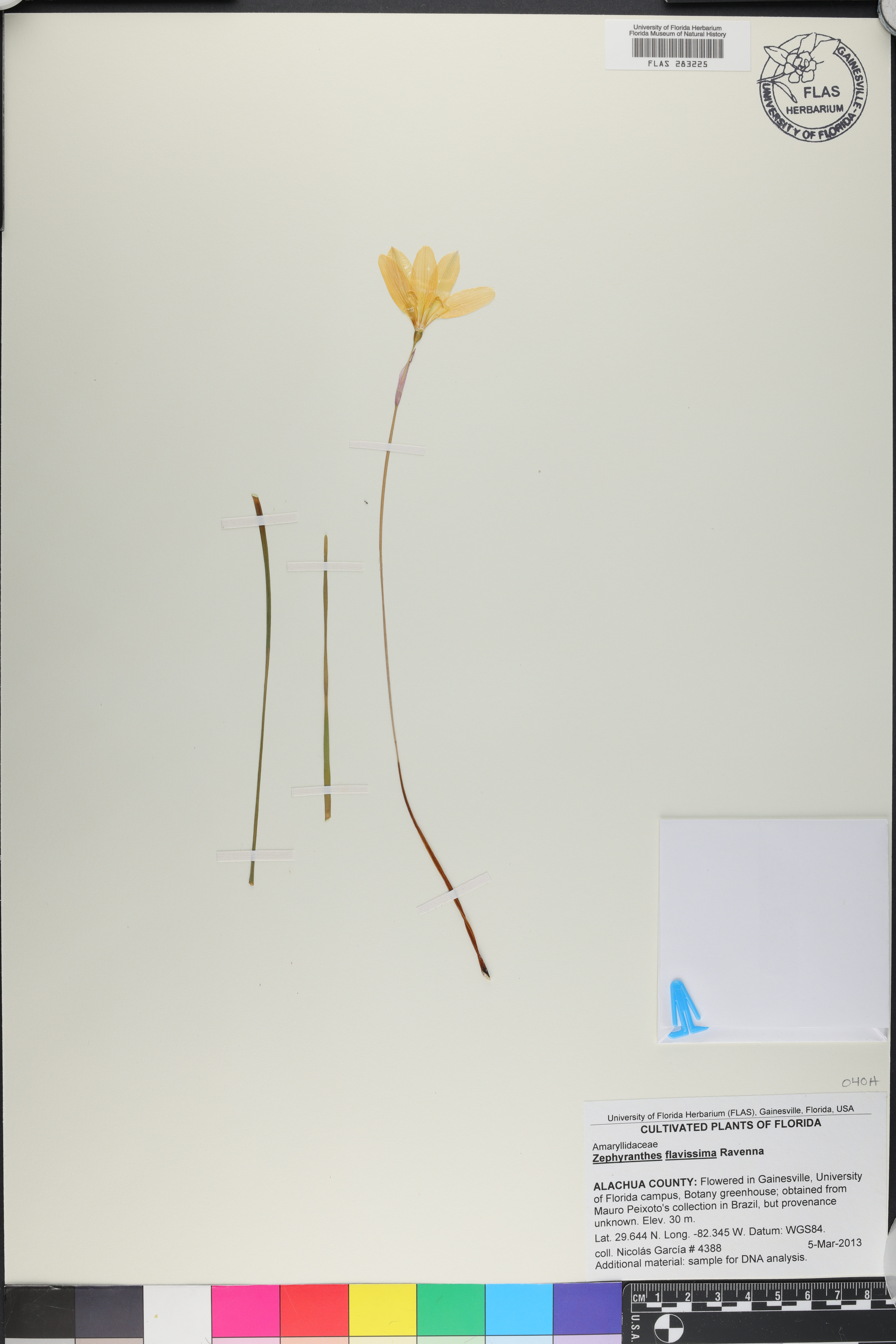Zephyranthes flavissima image