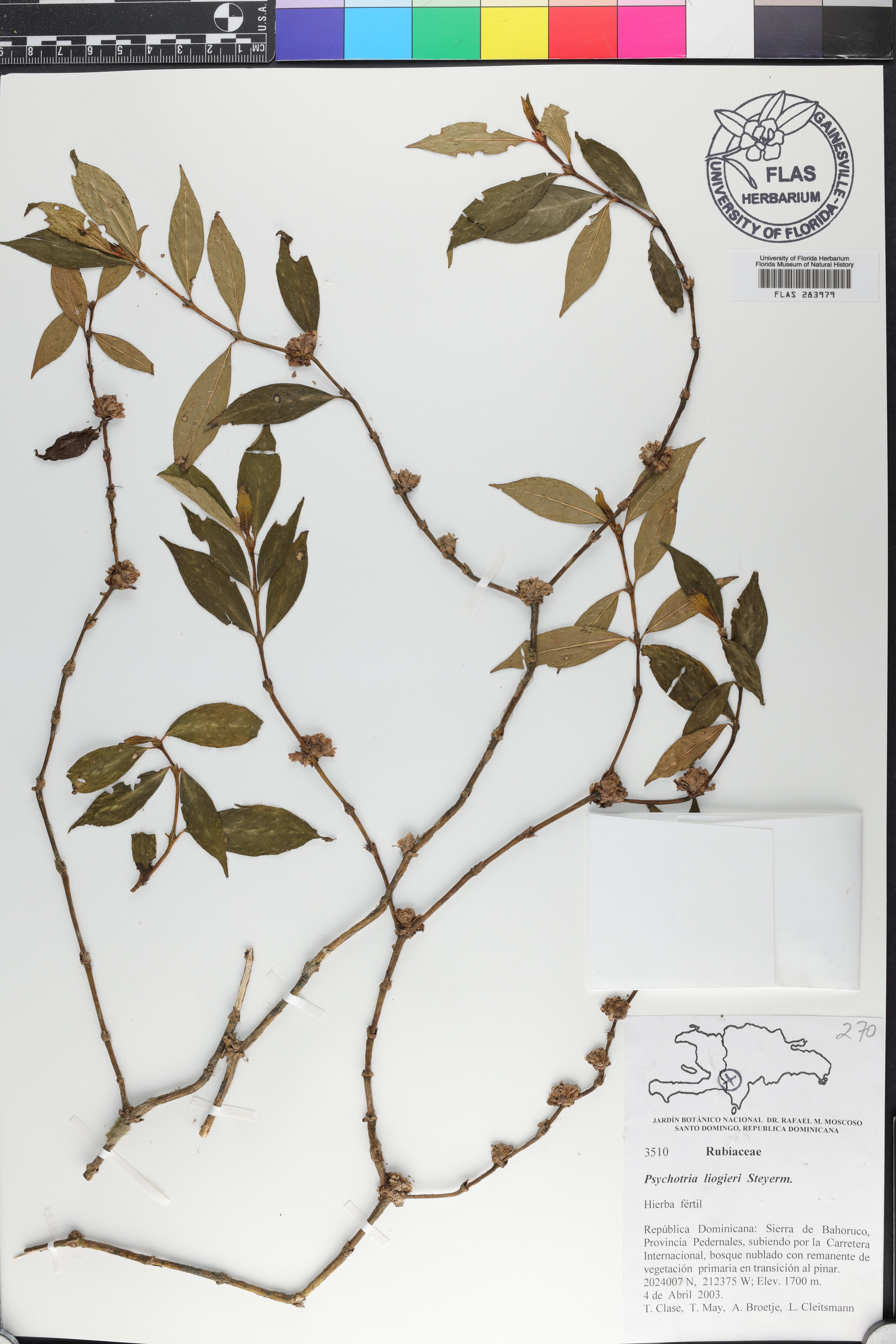 Palicourea liogieri image
