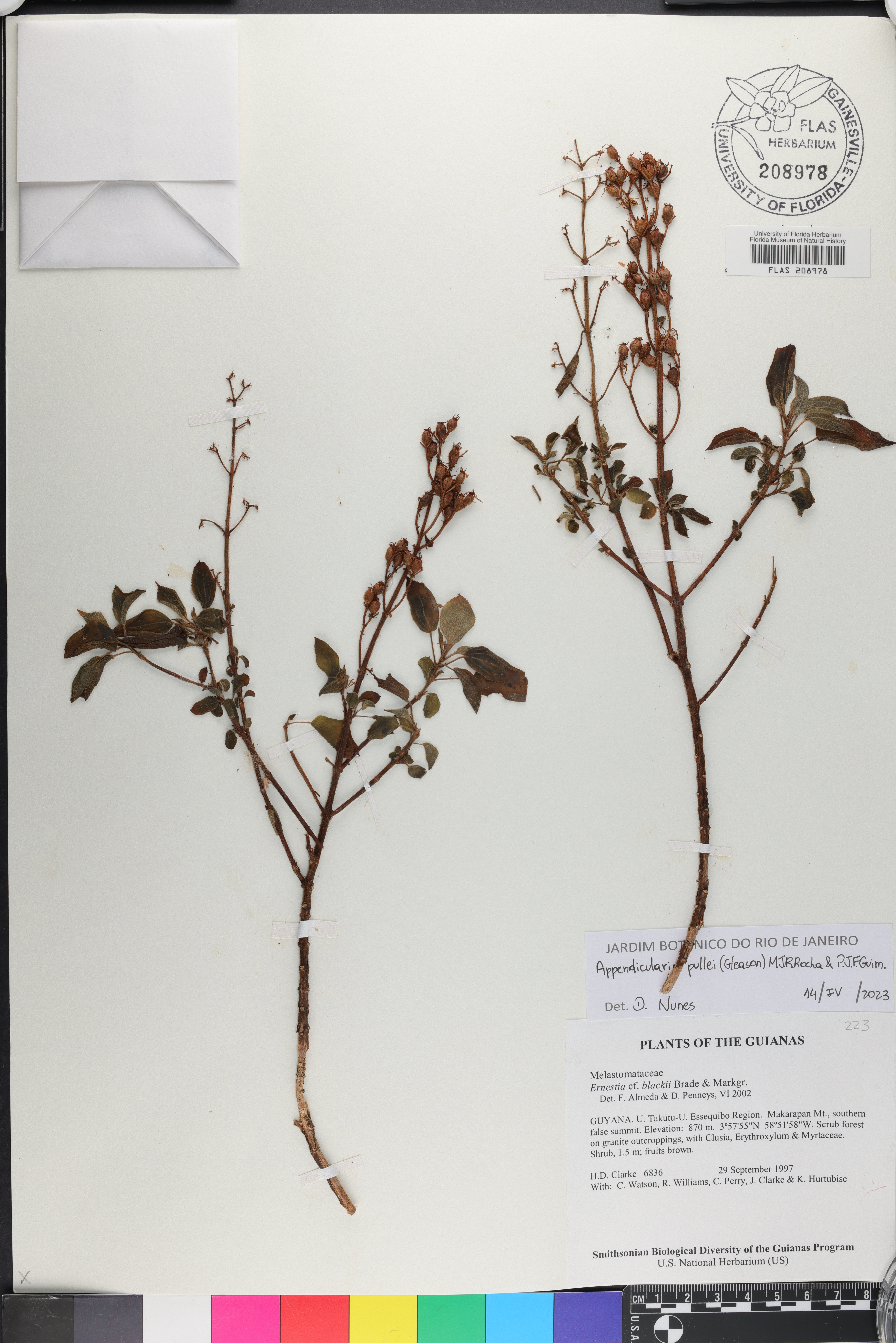 Appendicularia image