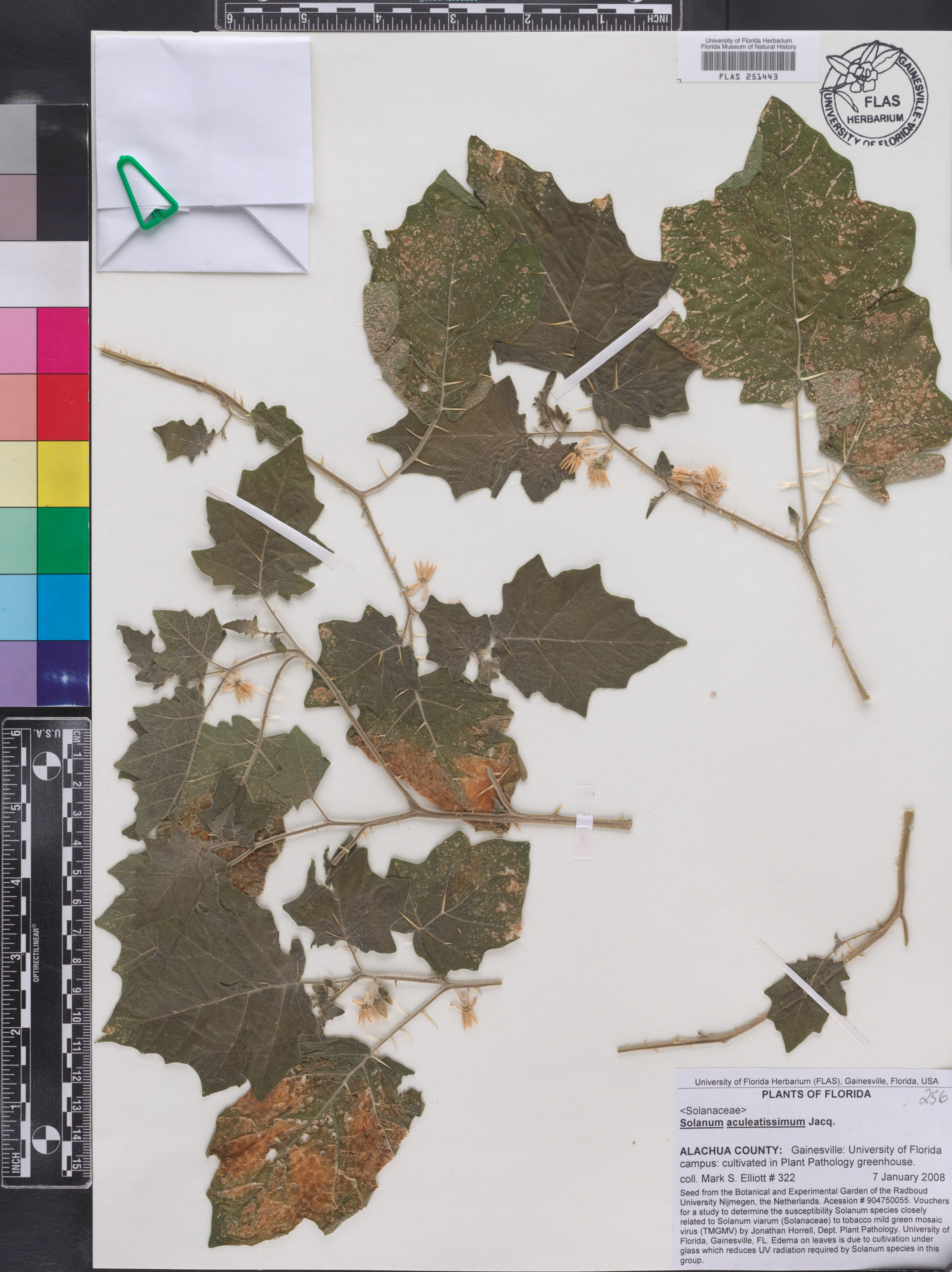 Solanum aculeatissimum image