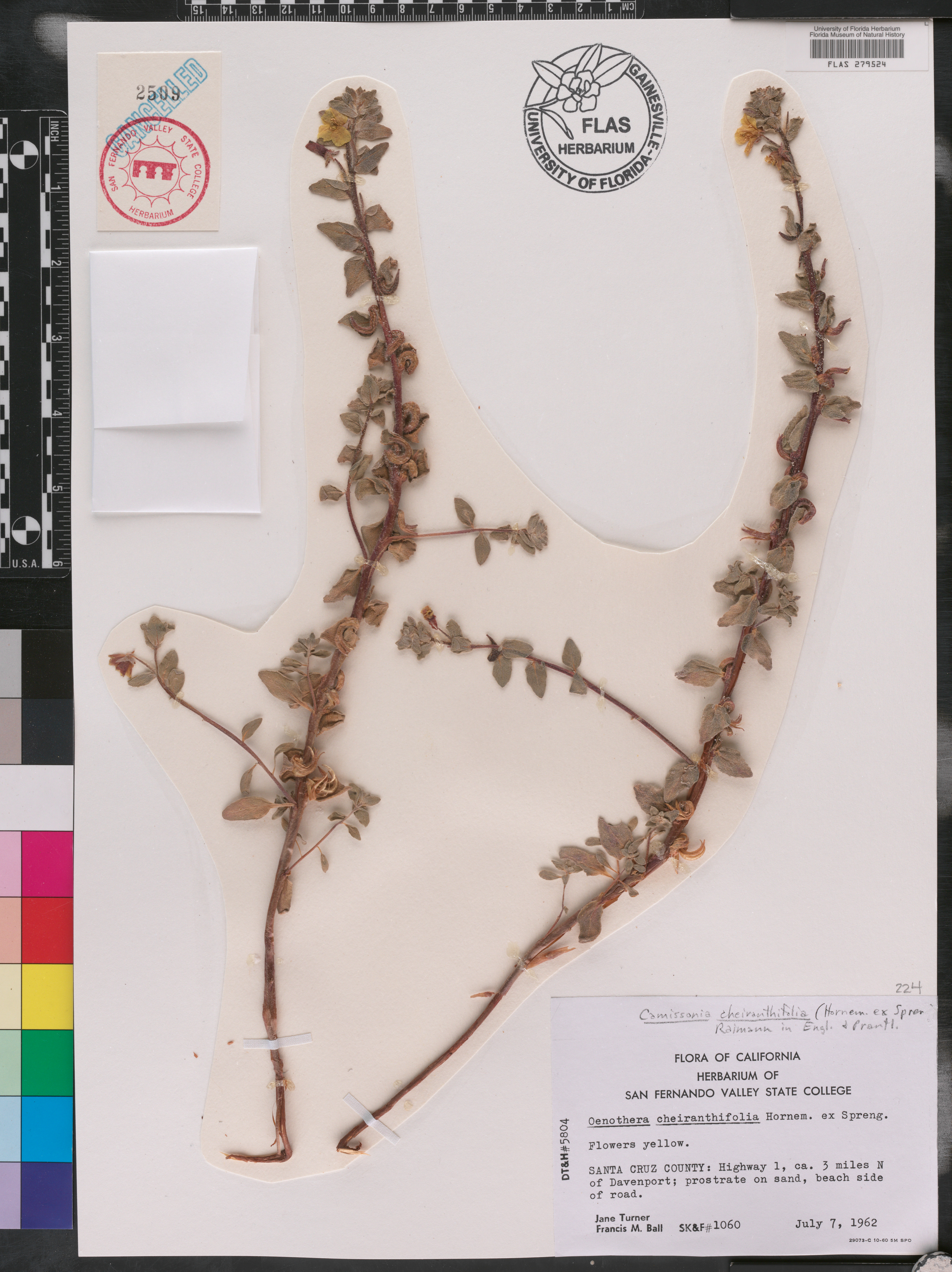 Oenothera cheiranthifolia image