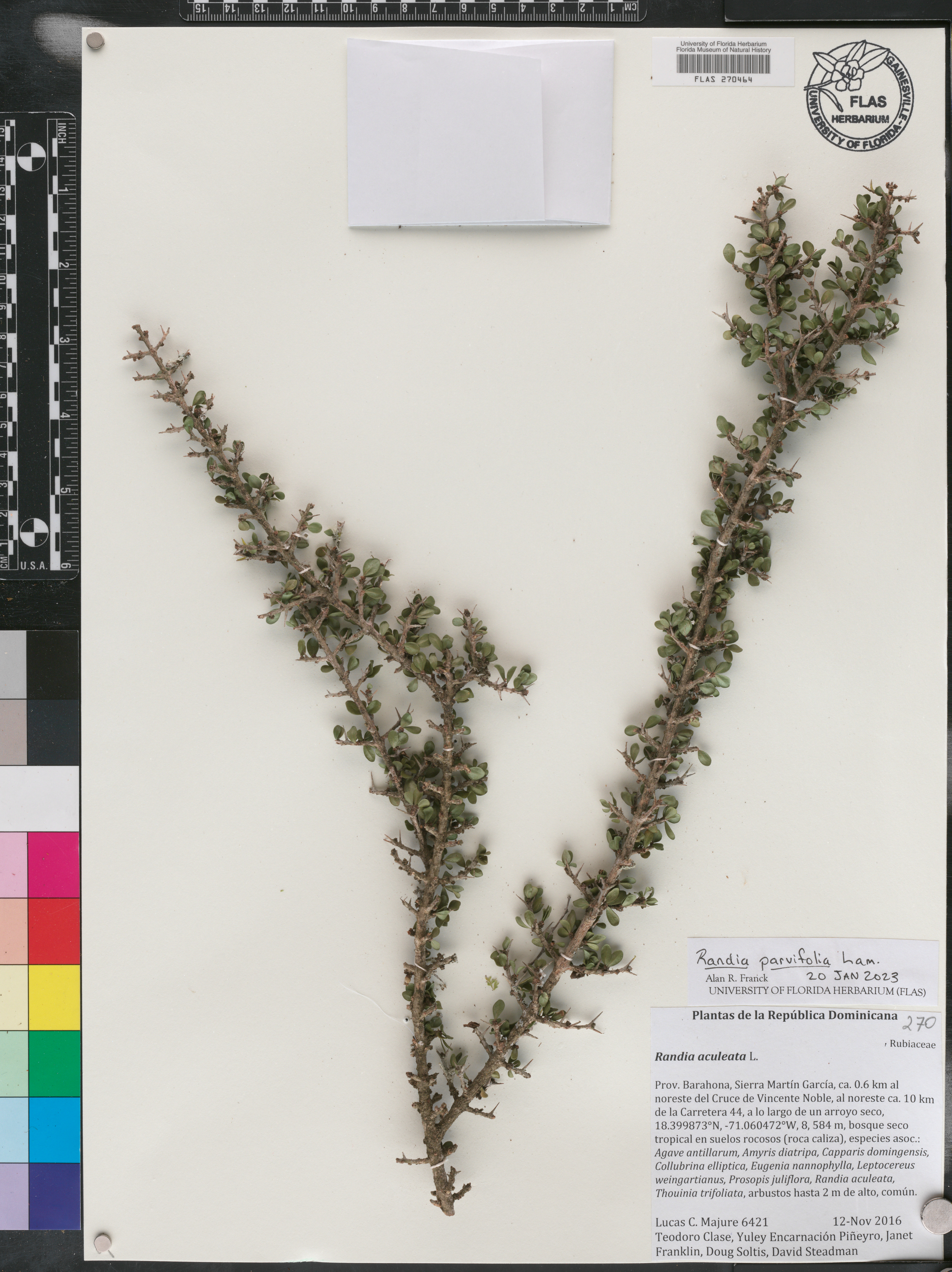 Randia parvifolia image