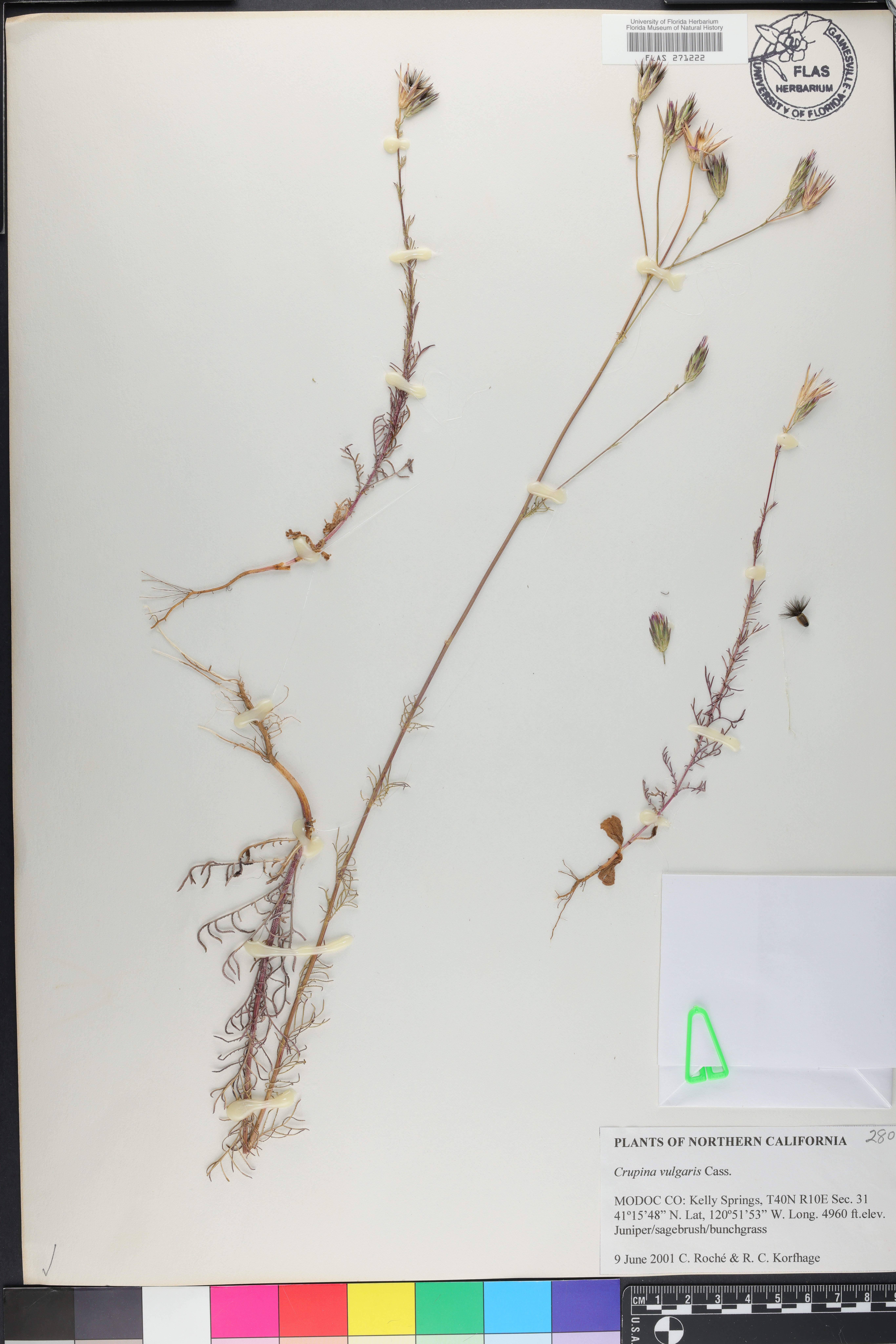 Crupina vulgaris image
