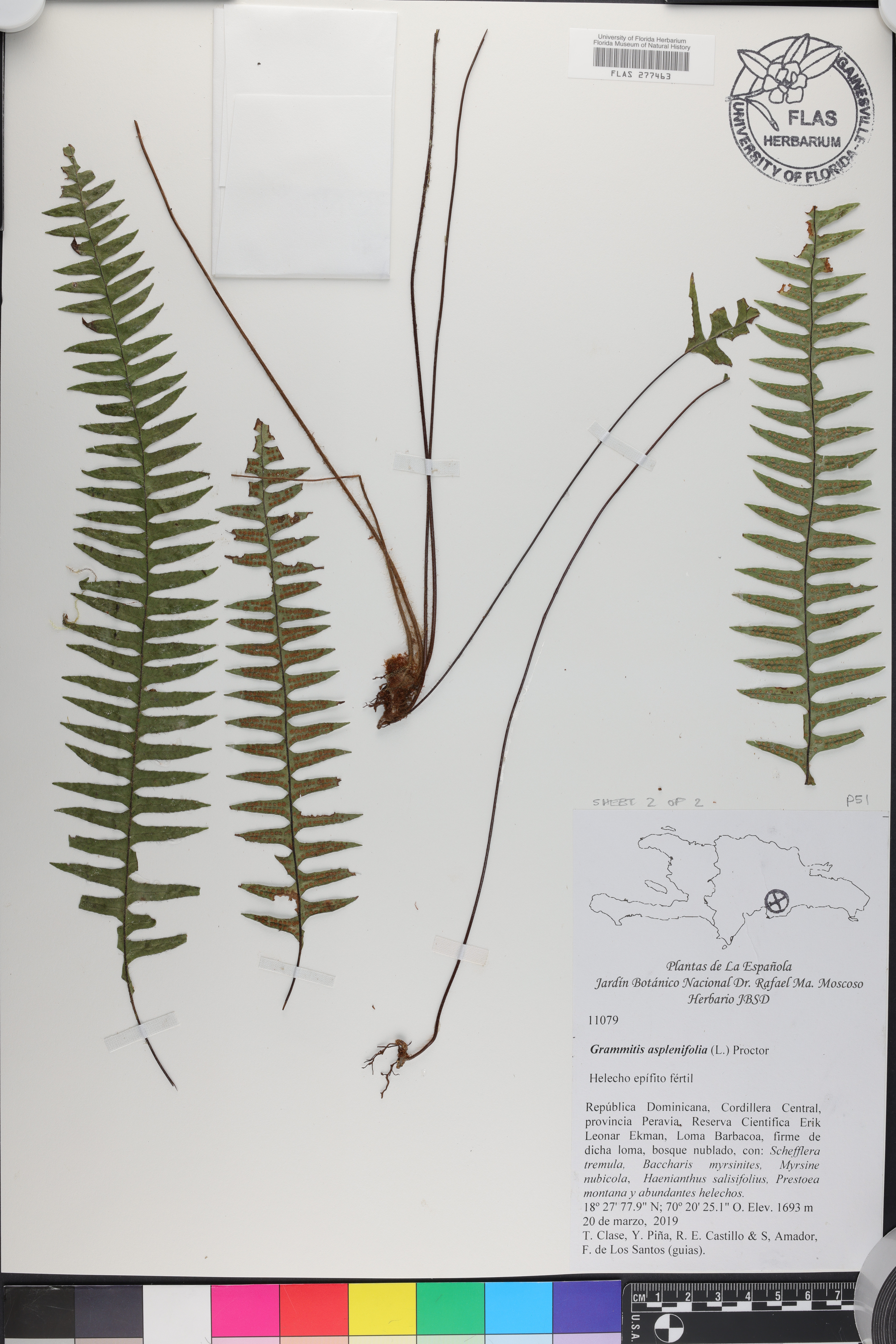 Grammitis asplenifolia image