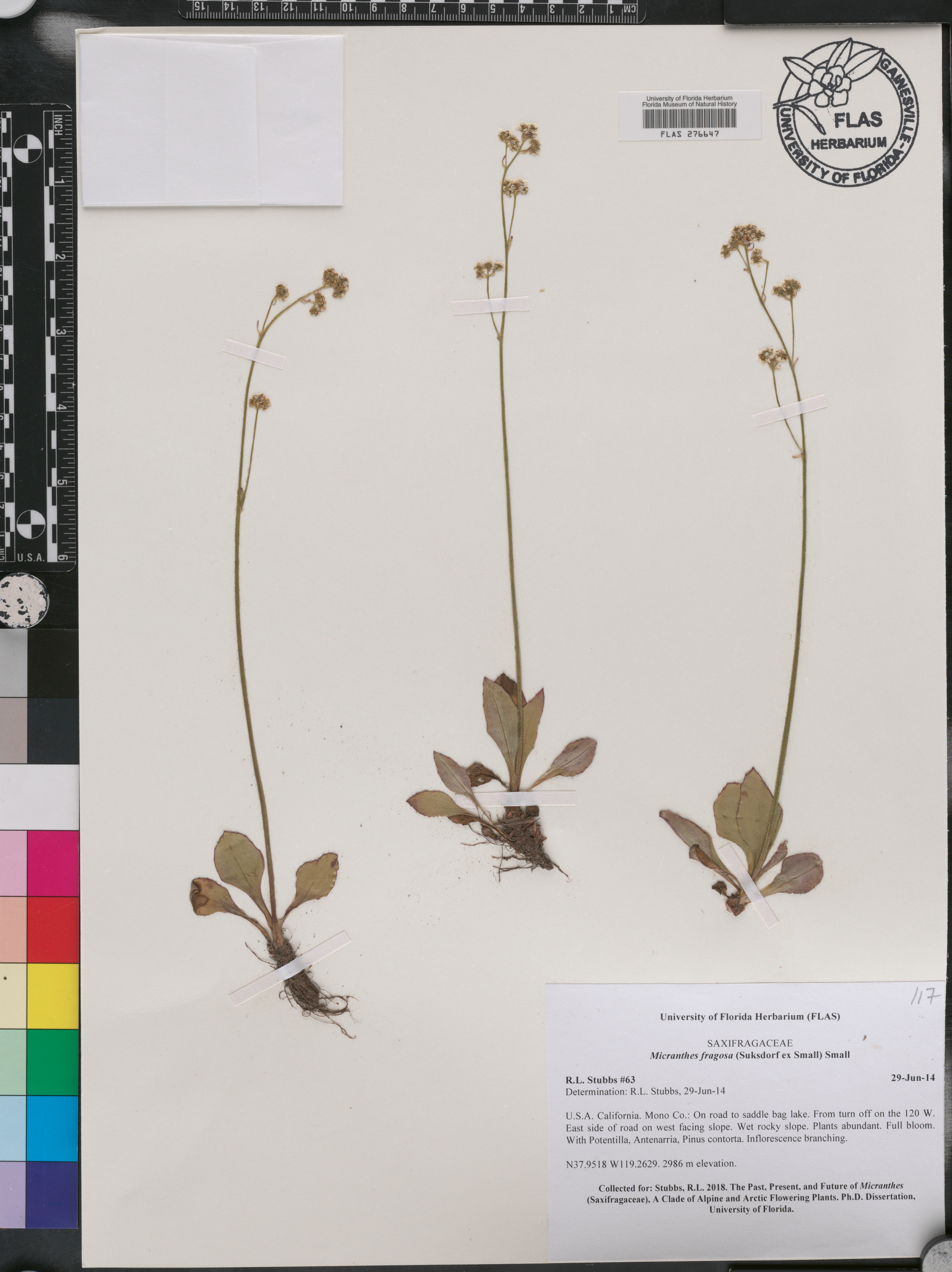 Micranthes fragosa image