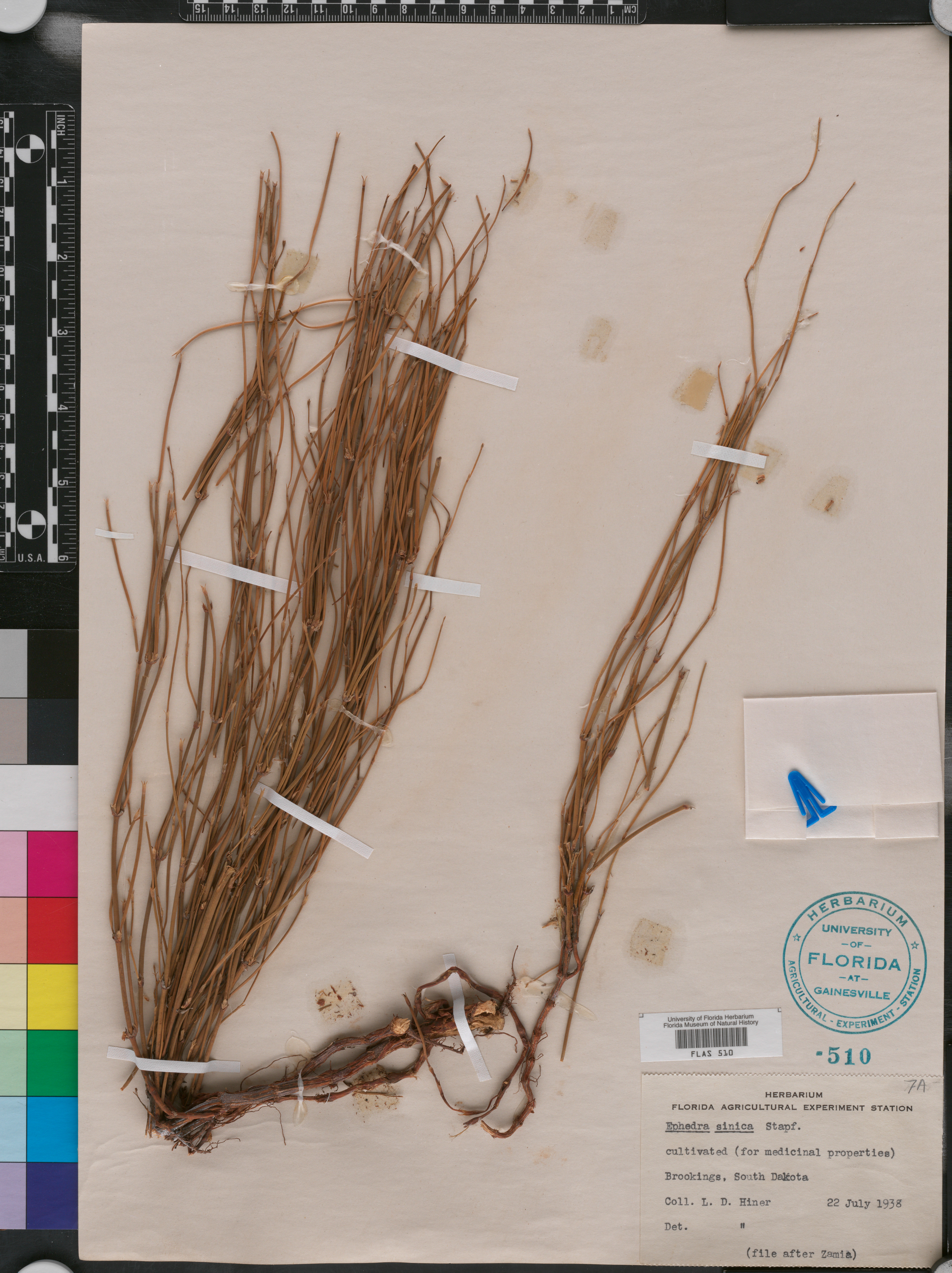 Ephedra sinica image