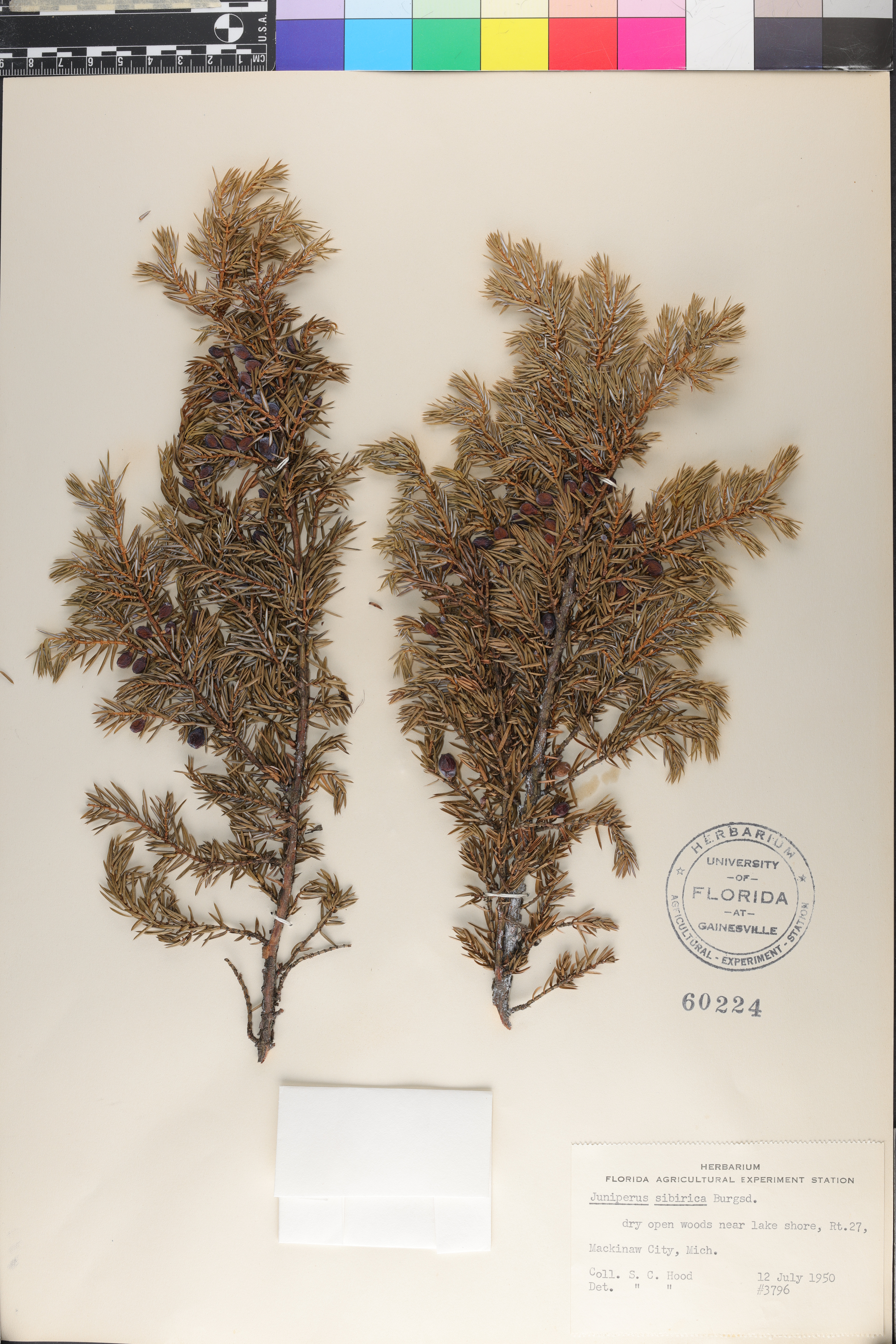 Juniperus communis var. saxatilis image