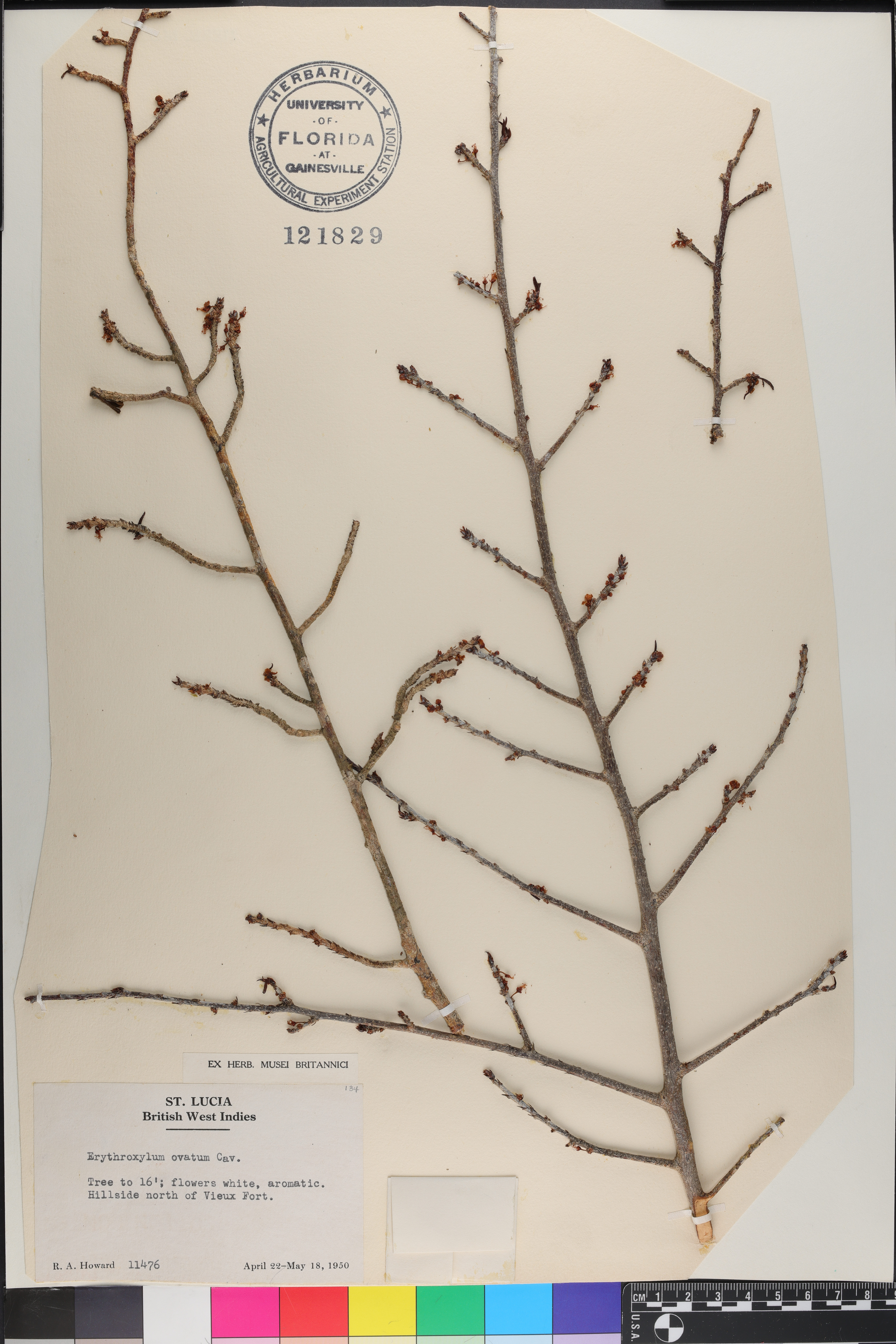 Erythroxylum ovatum image
