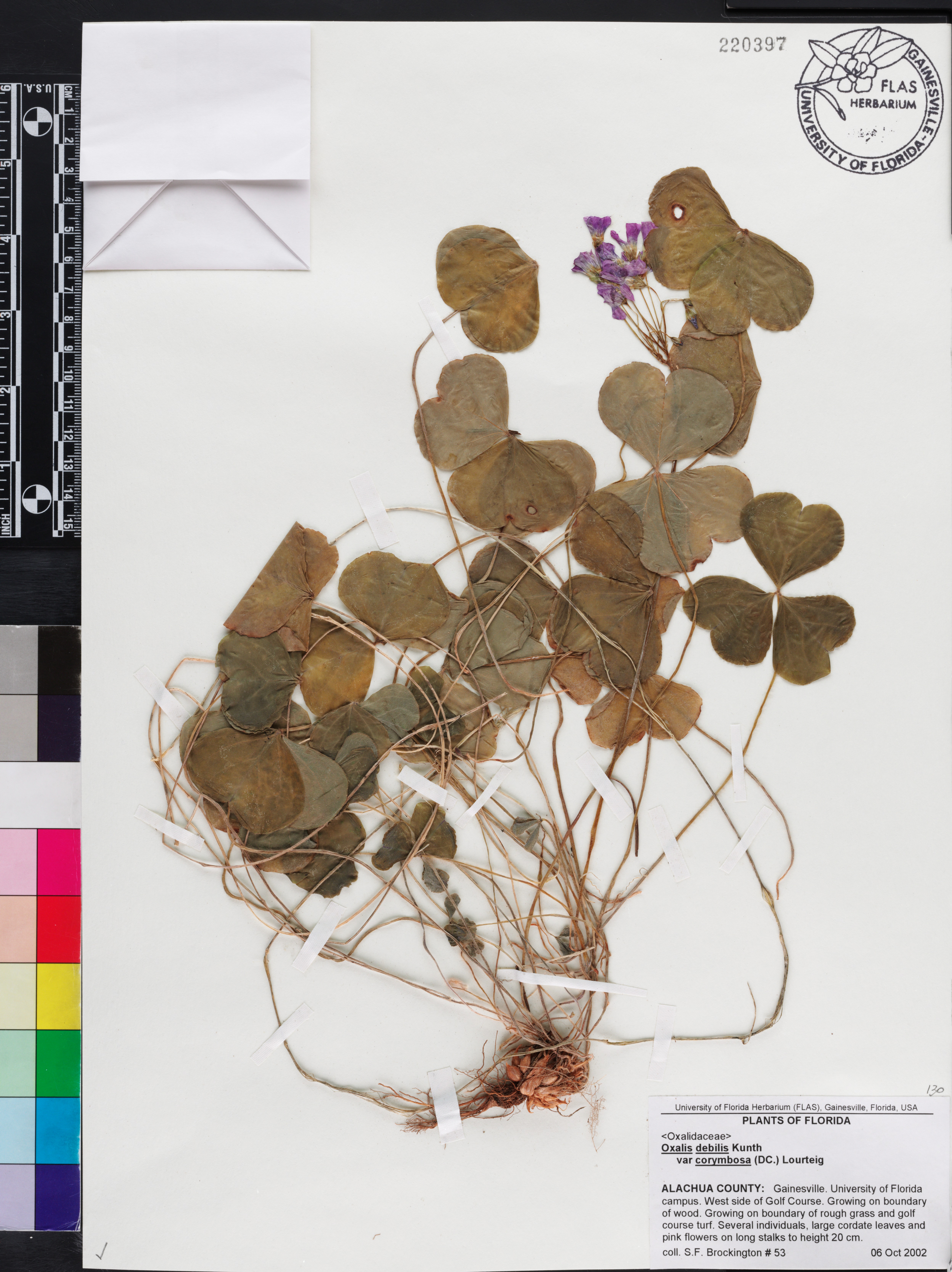 Oxalis debilis image